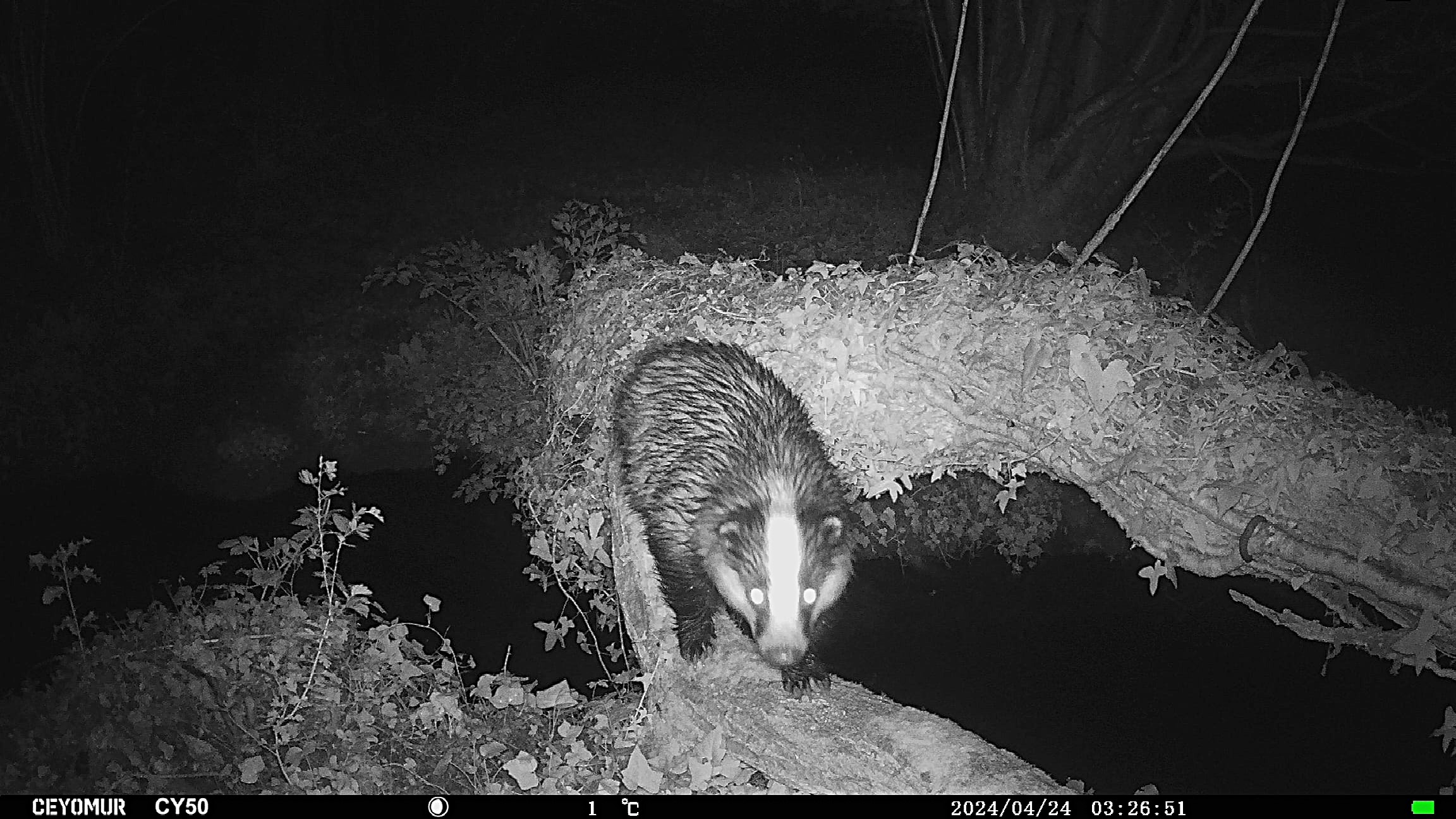 Blaireau Avril 2024 chez Anne Renouard.jpg
