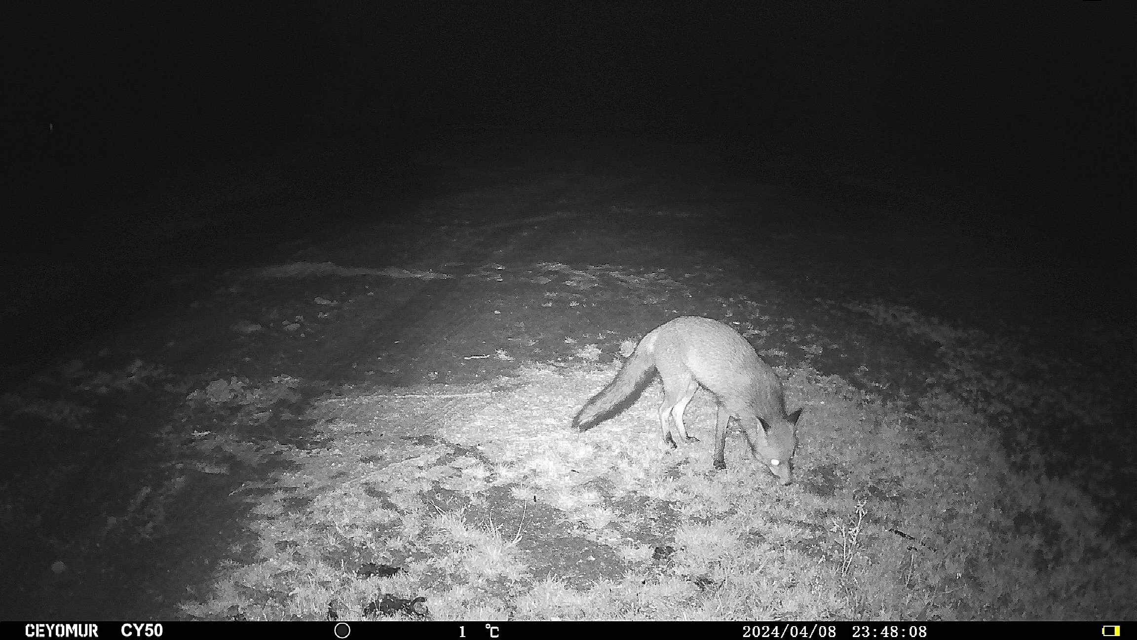 Renard Avril 2024 chez Anne Renouard.jpg