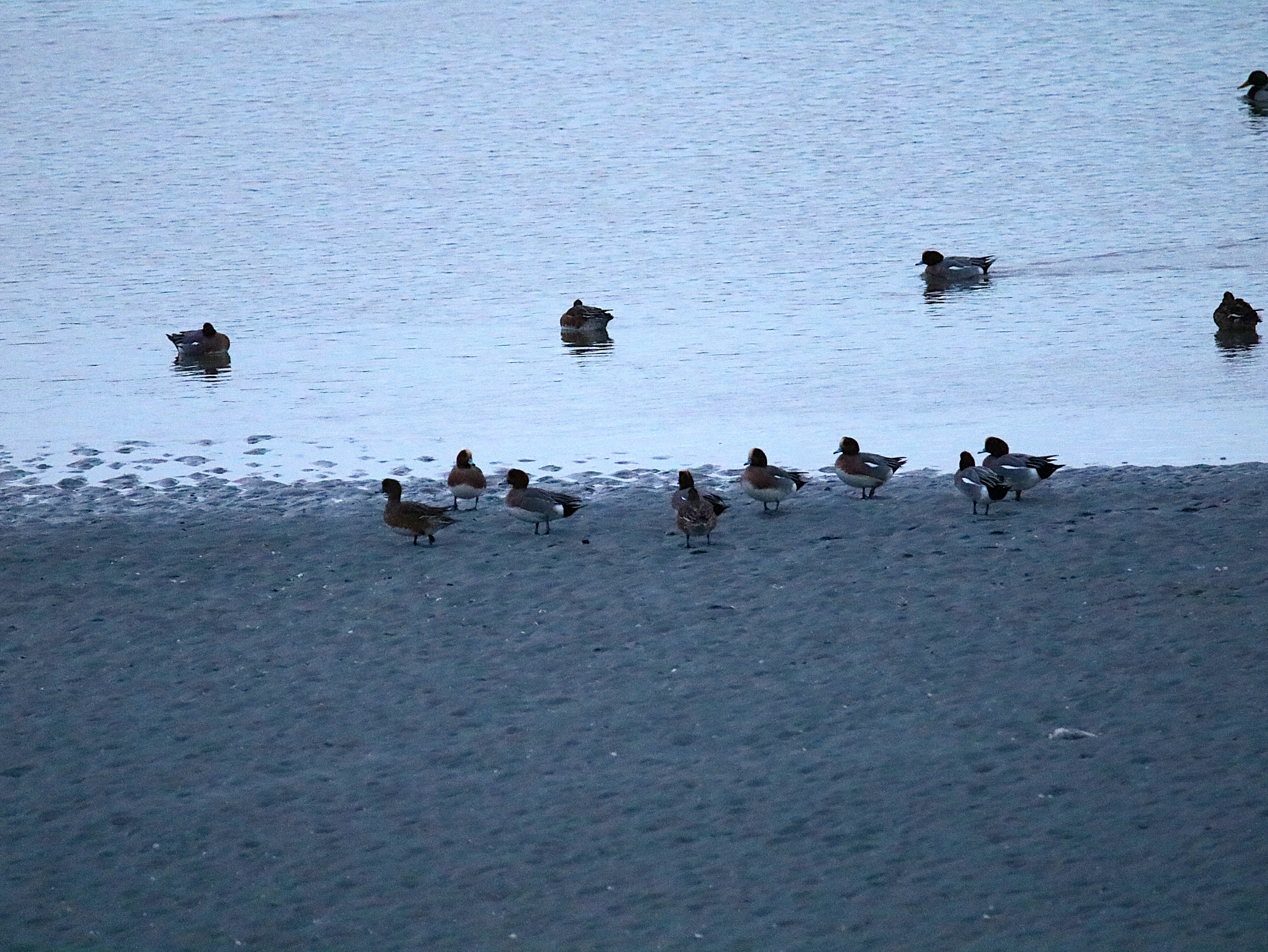 Canards siffleurs Illemont Vendredi 12 Décembre 2025 (1).JPG