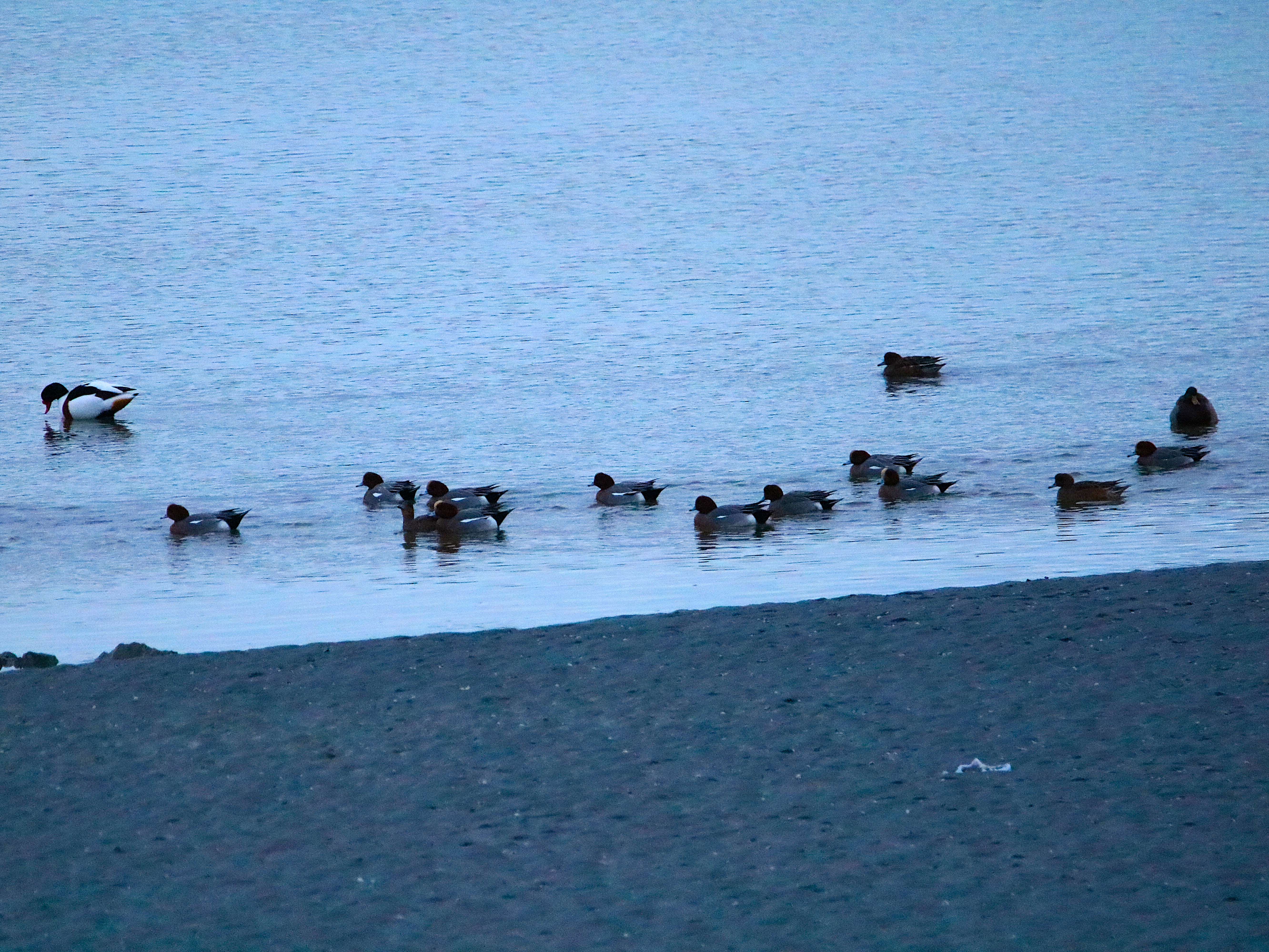 Canards siffleurs Illemont Vendredi 12 Décembre 2025 (3).JPG