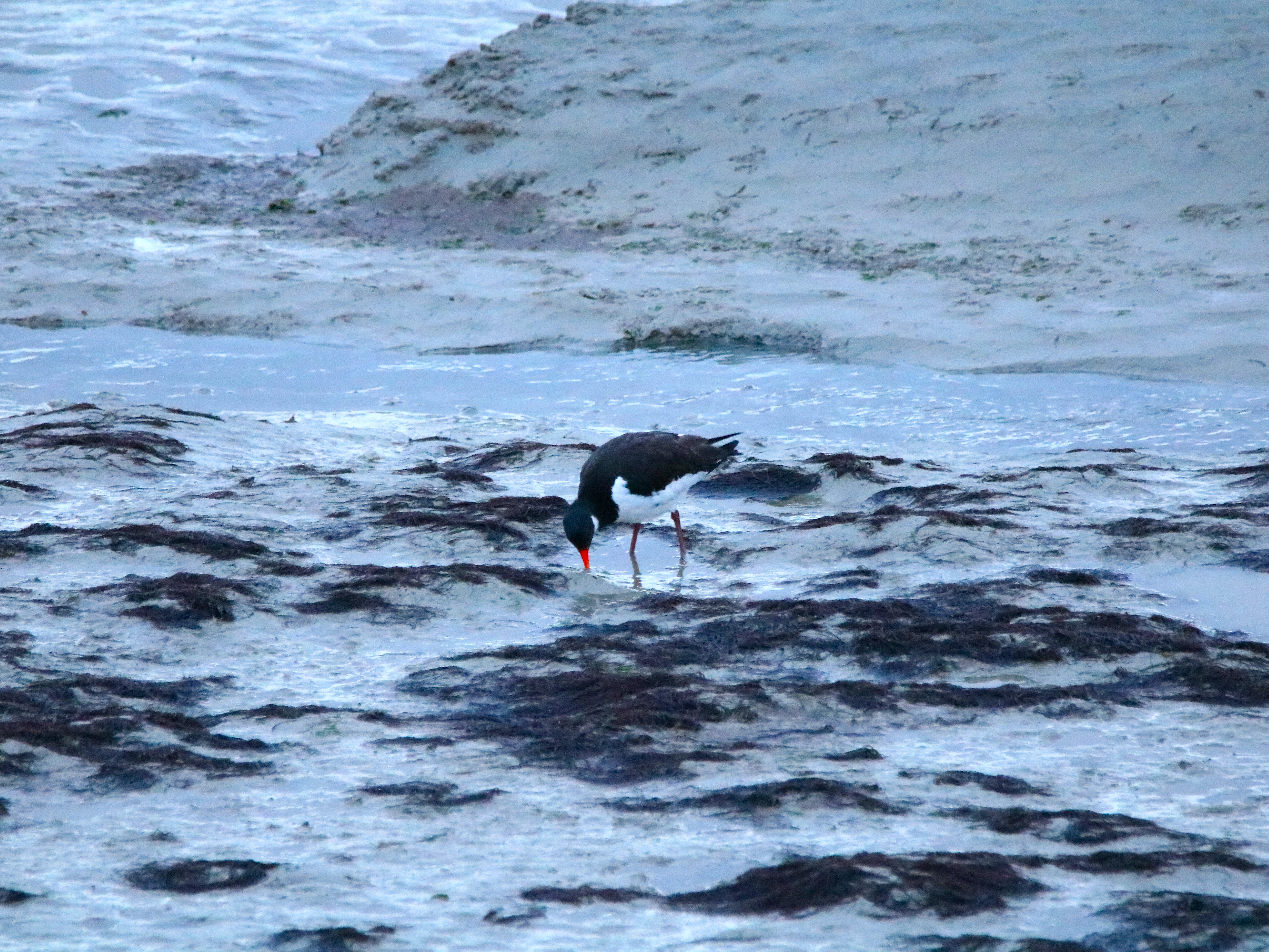 Huitriers-pie Illemont Vendredi 12 Décembre 2025 (2).JPG