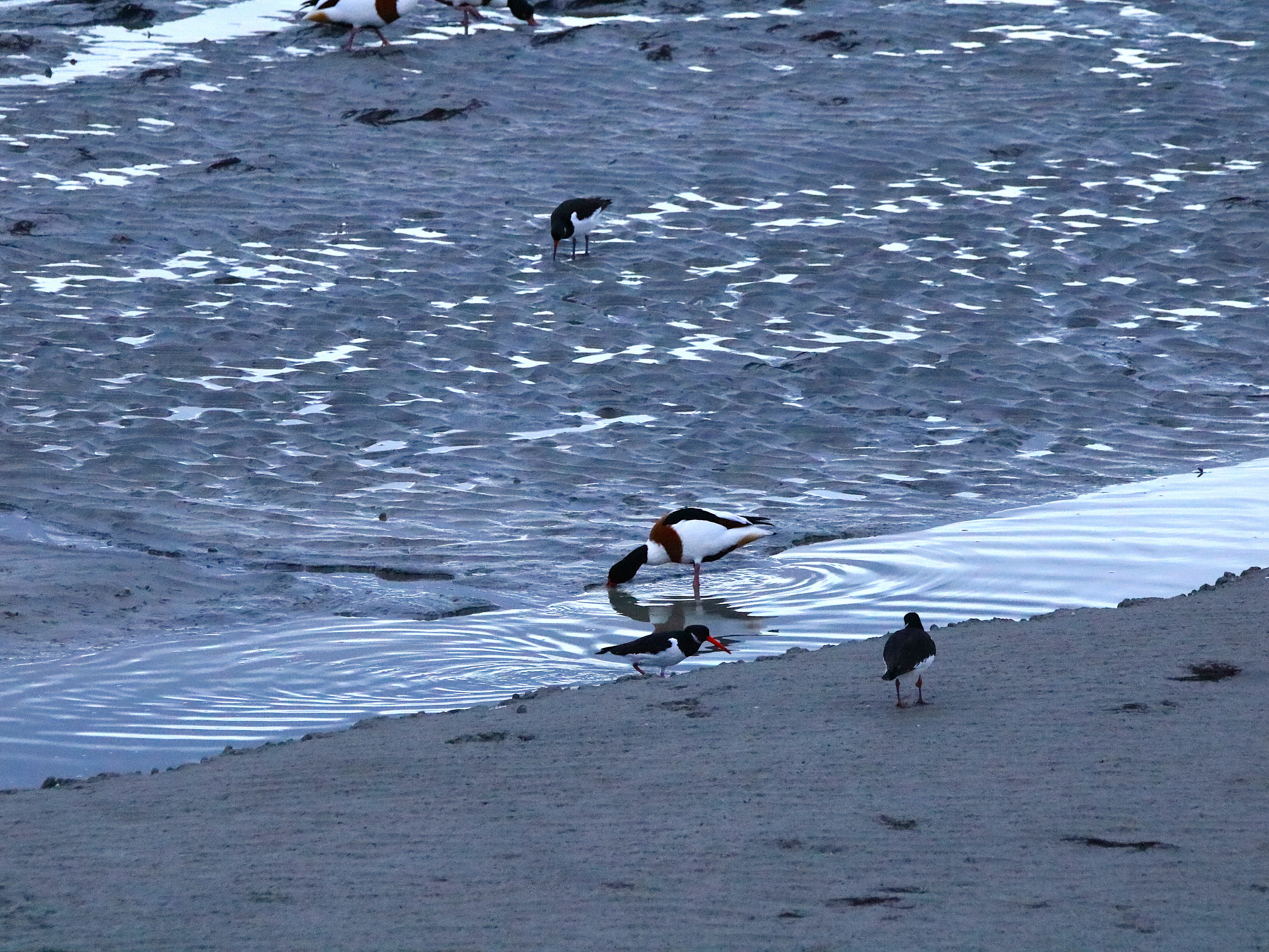 Huitriers-pie Illemont Vendredi 12 Décembre 2025 (1).JPG