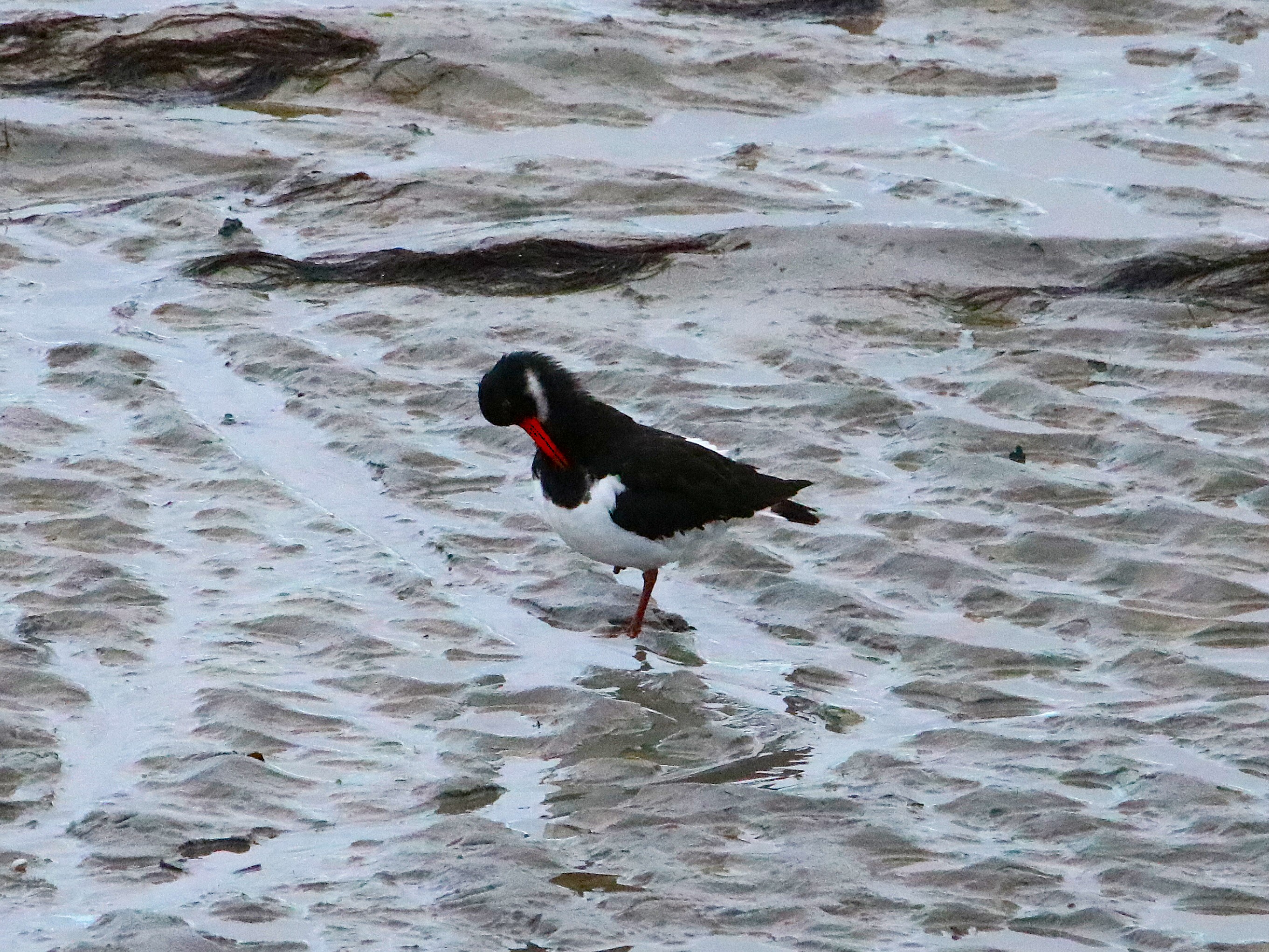 Huitriers-pie Illemont Vendredi 12 Décembre 2025 (4).JPG