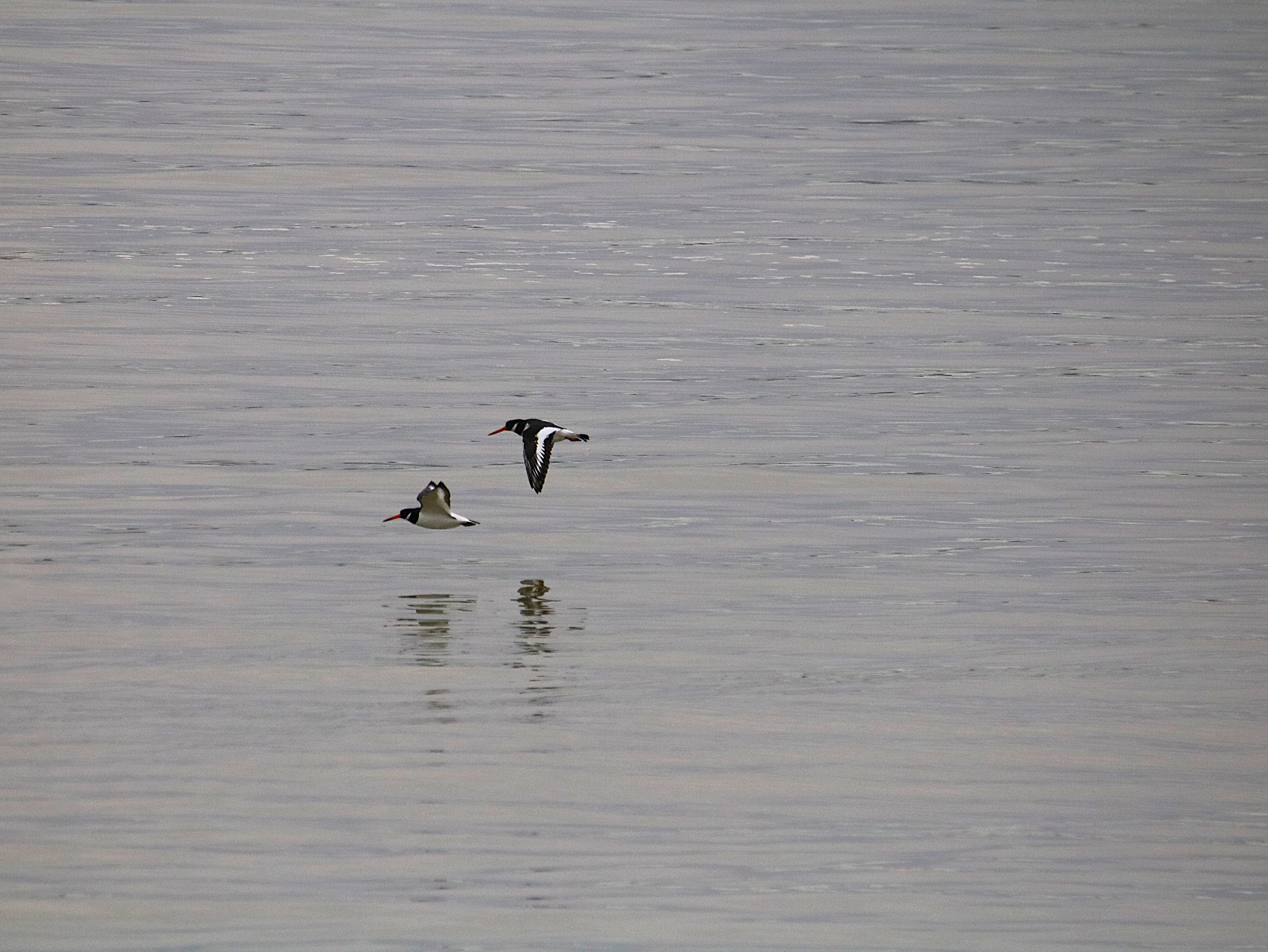 Huitriers-pie en vol Illemont Vendredi 12 Décembre 2025 (2).JPG