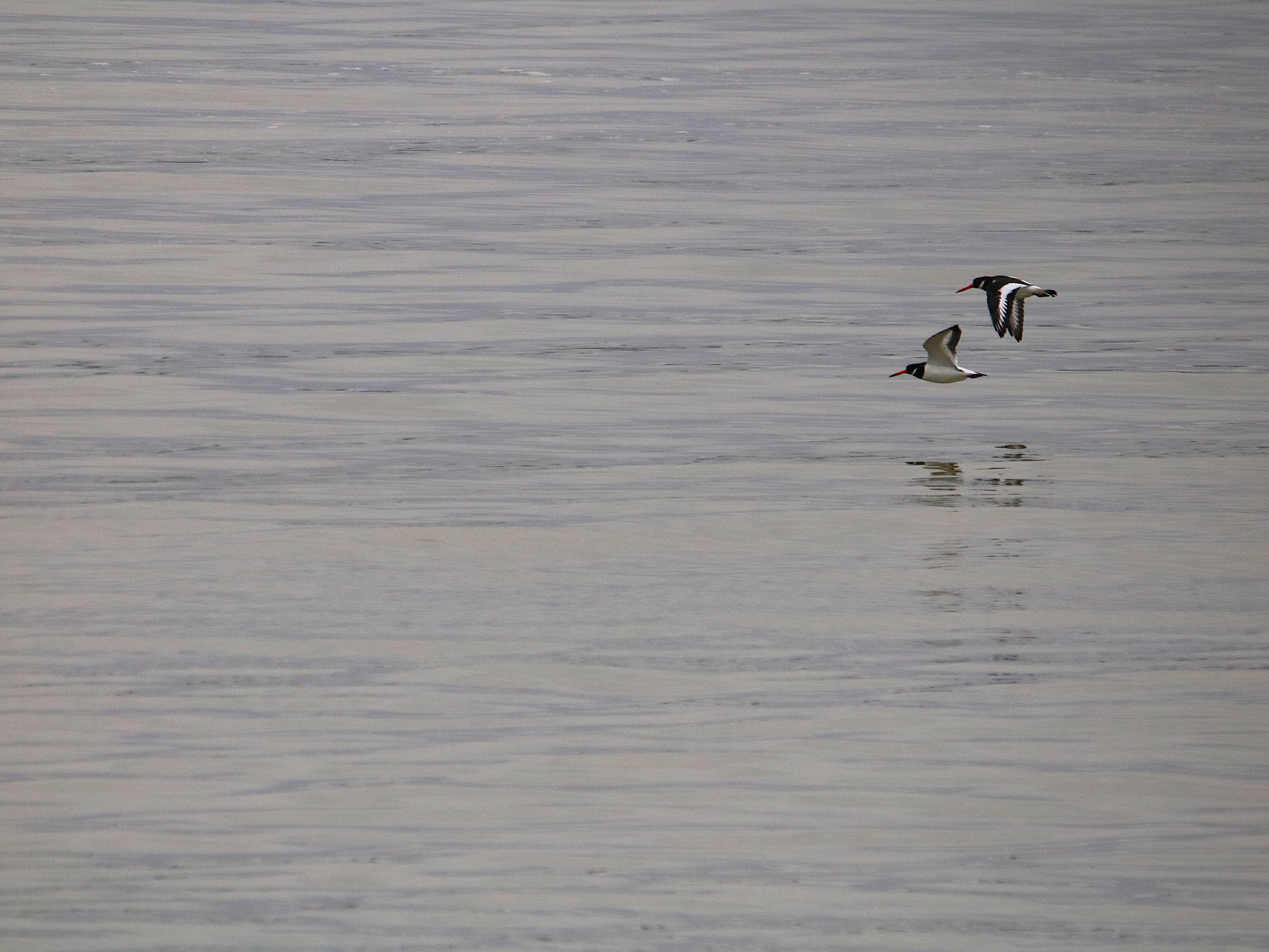 Huitriers-pie en vol Illemont Vendredi 12 Décembre 2025 (1).JPG