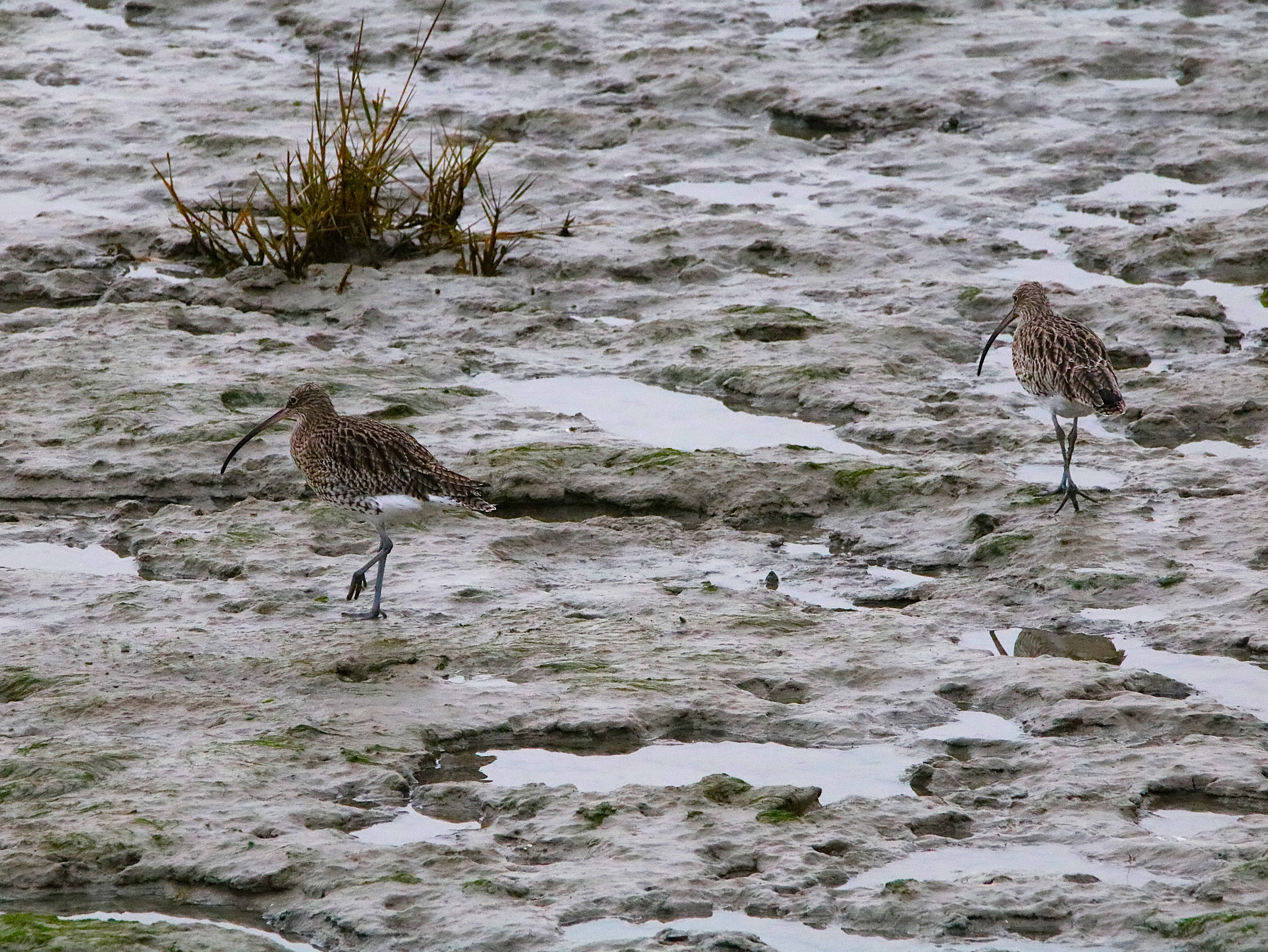 Courlis cendré Illemont Vendredi 12 Décembre 2025 (2).JPG
