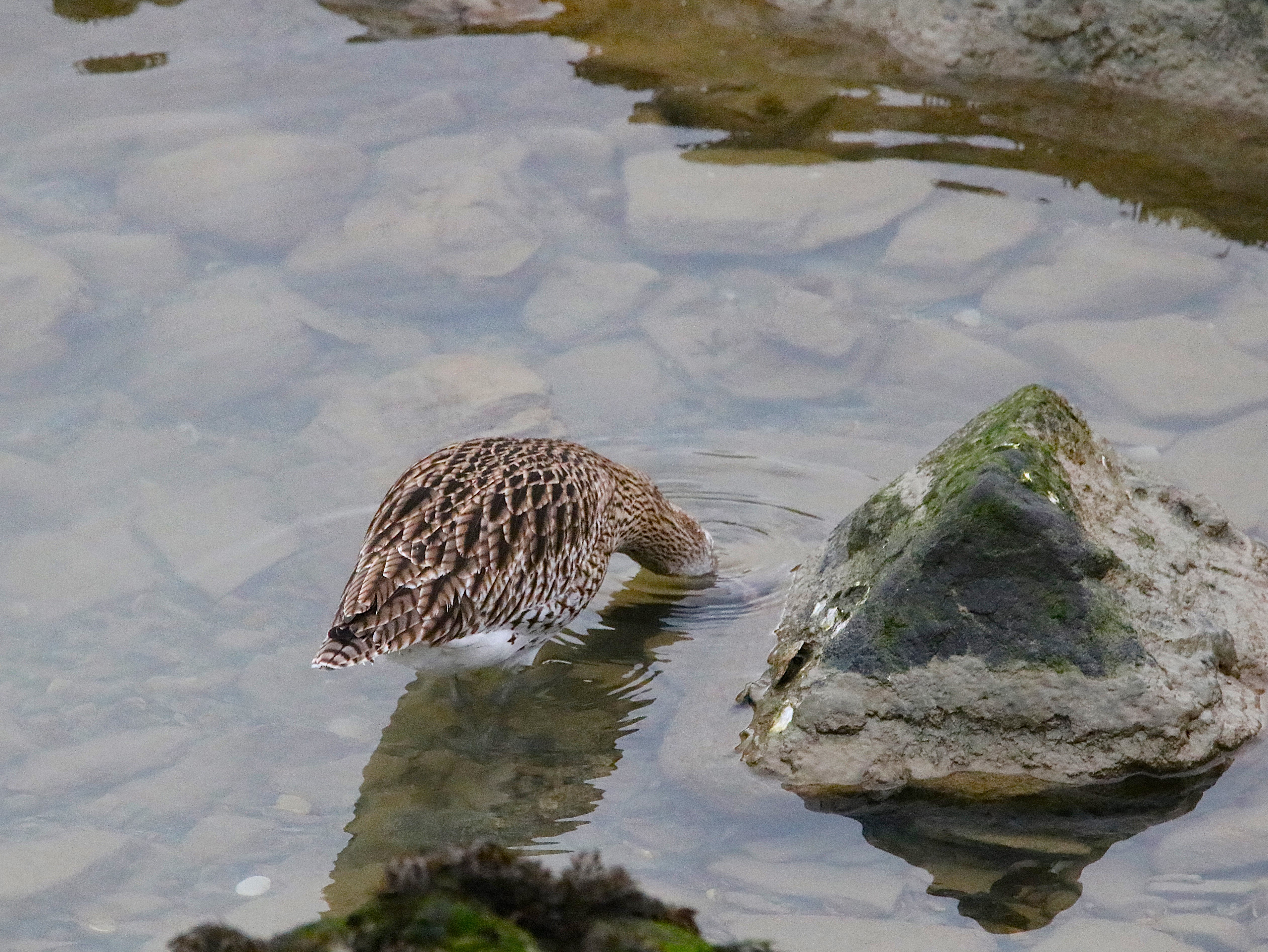 Courlis cendré Illemont Vendredi 12 Décembre 2025 (1).JPG