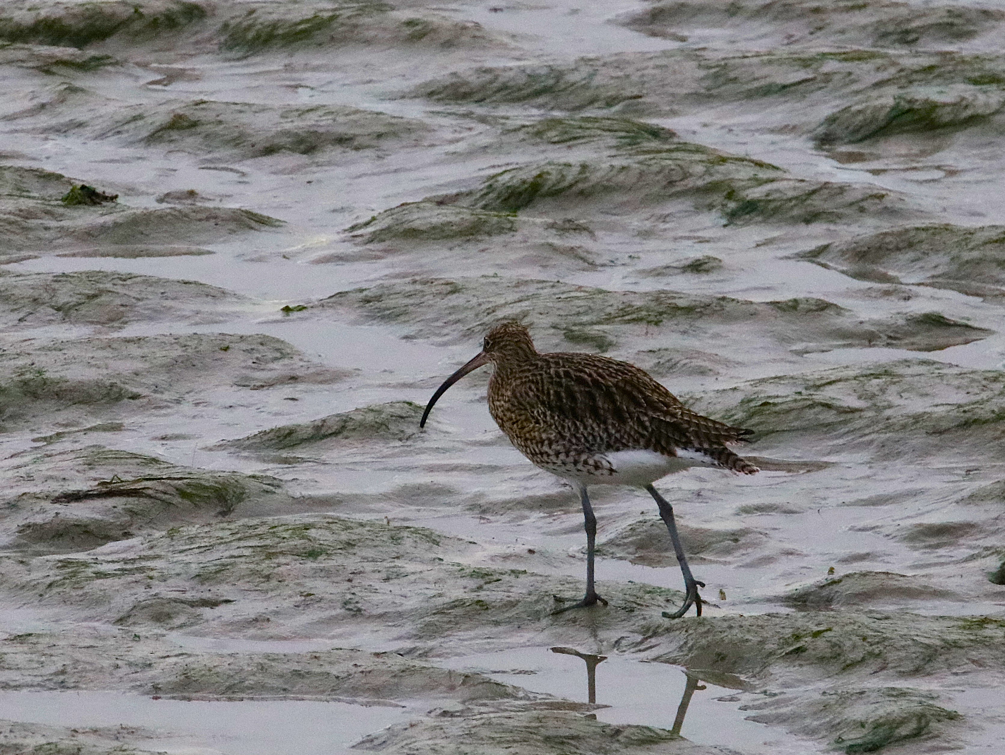 Courlis cendré Illemont Vendredi 12 Décembre 2025 (3).JPG