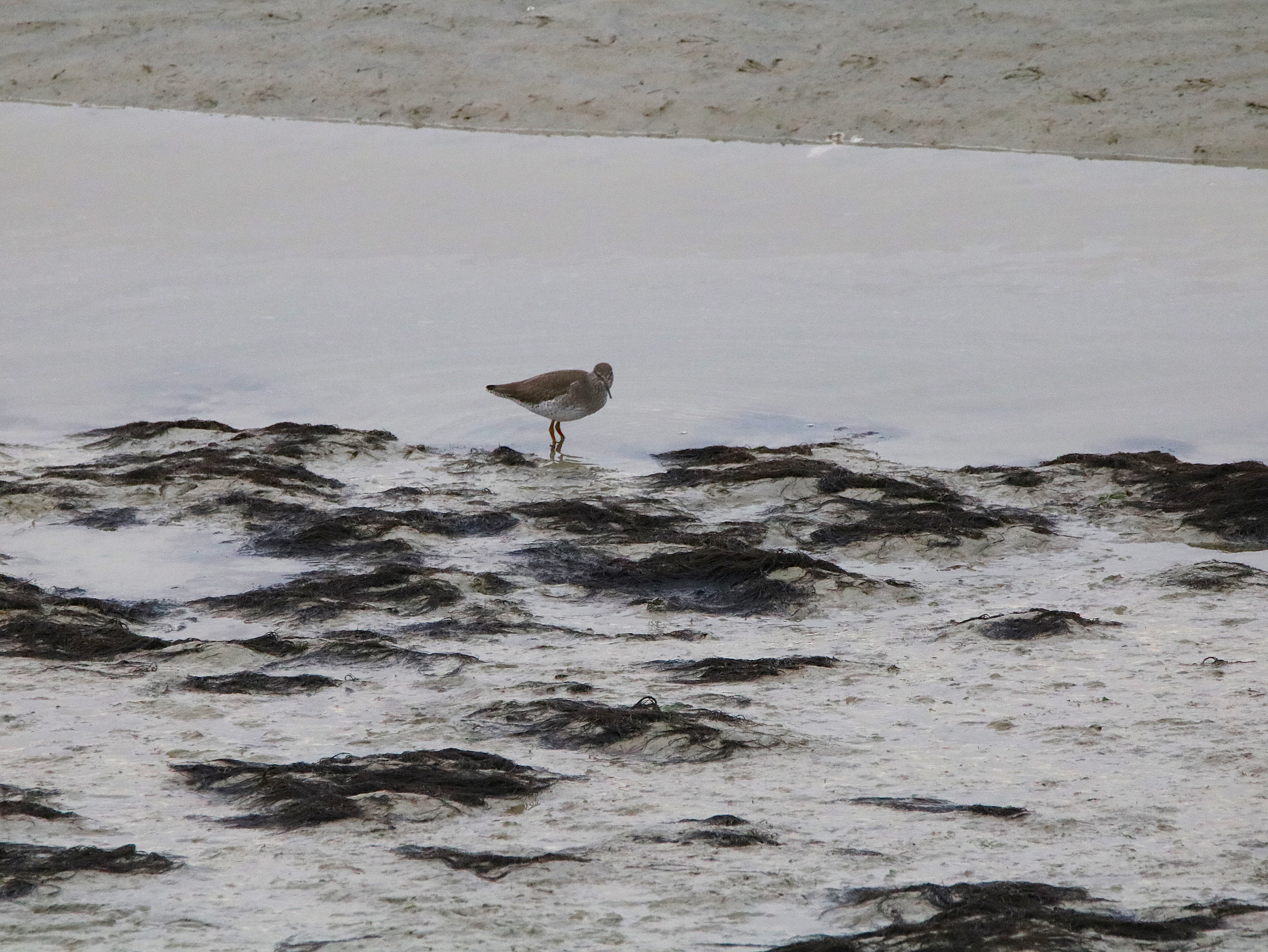 Chevalier gambette Illemont Vendredi 12 Décembre 2025 (2).JPG