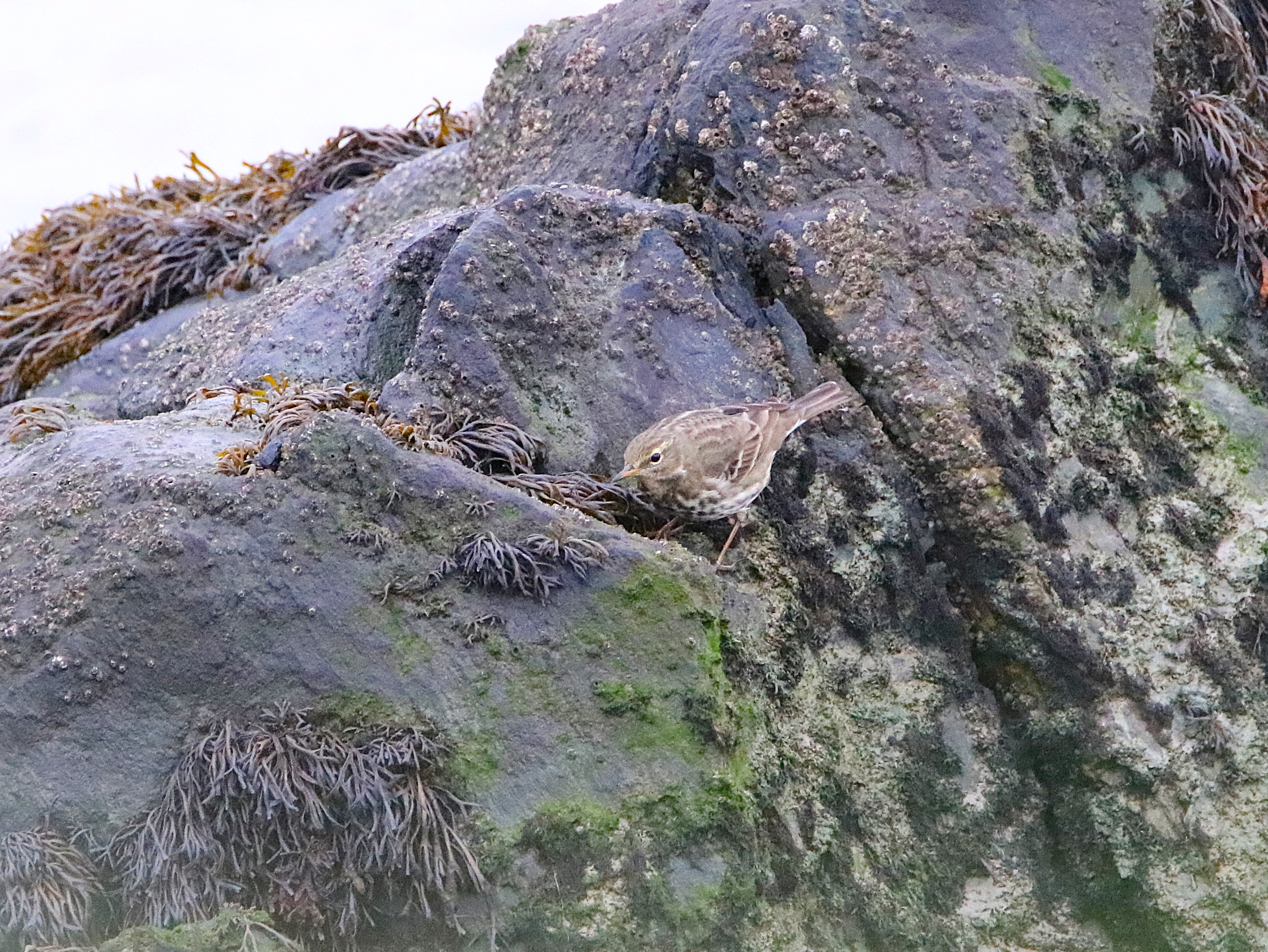 Pipit farlouse Illemont Vendredi 12 Décembre 2025 (1).JPG