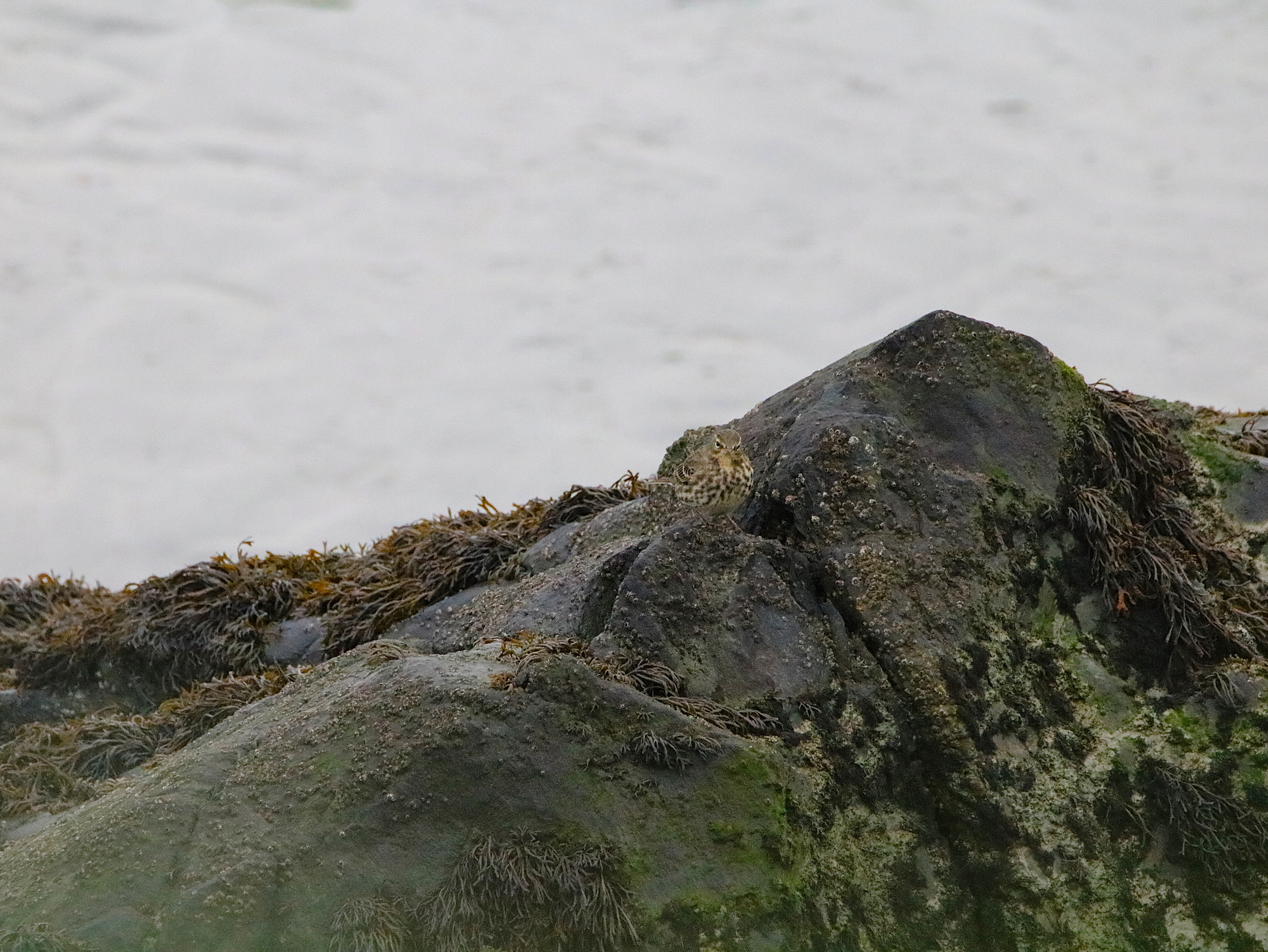 Pipit farlouse Illemont Vendredi 12 Décembre 2025 (2).JPG