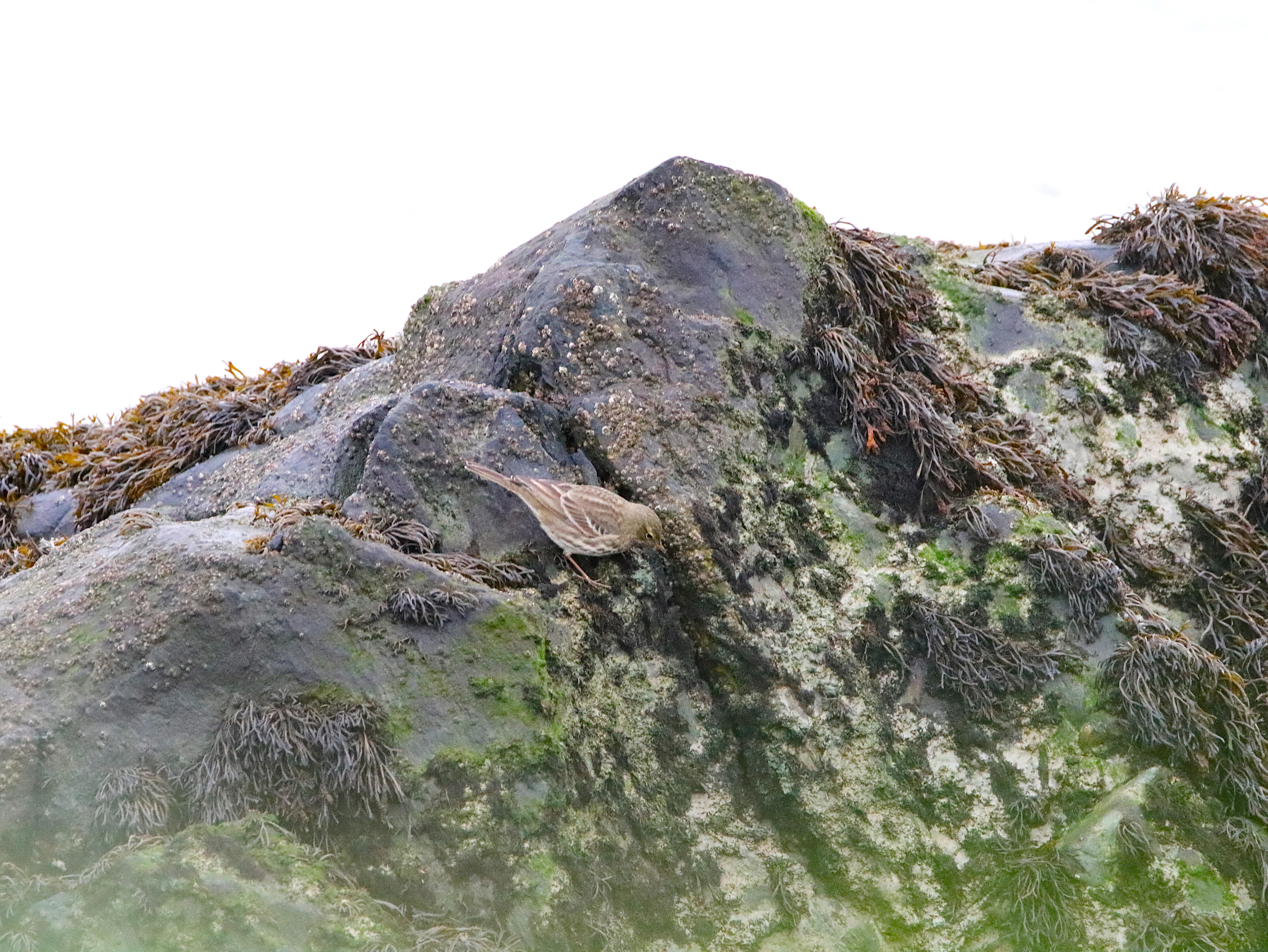 Pipit farlouse Illemont Vendredi 12 Décembre 2025 (3).JPG