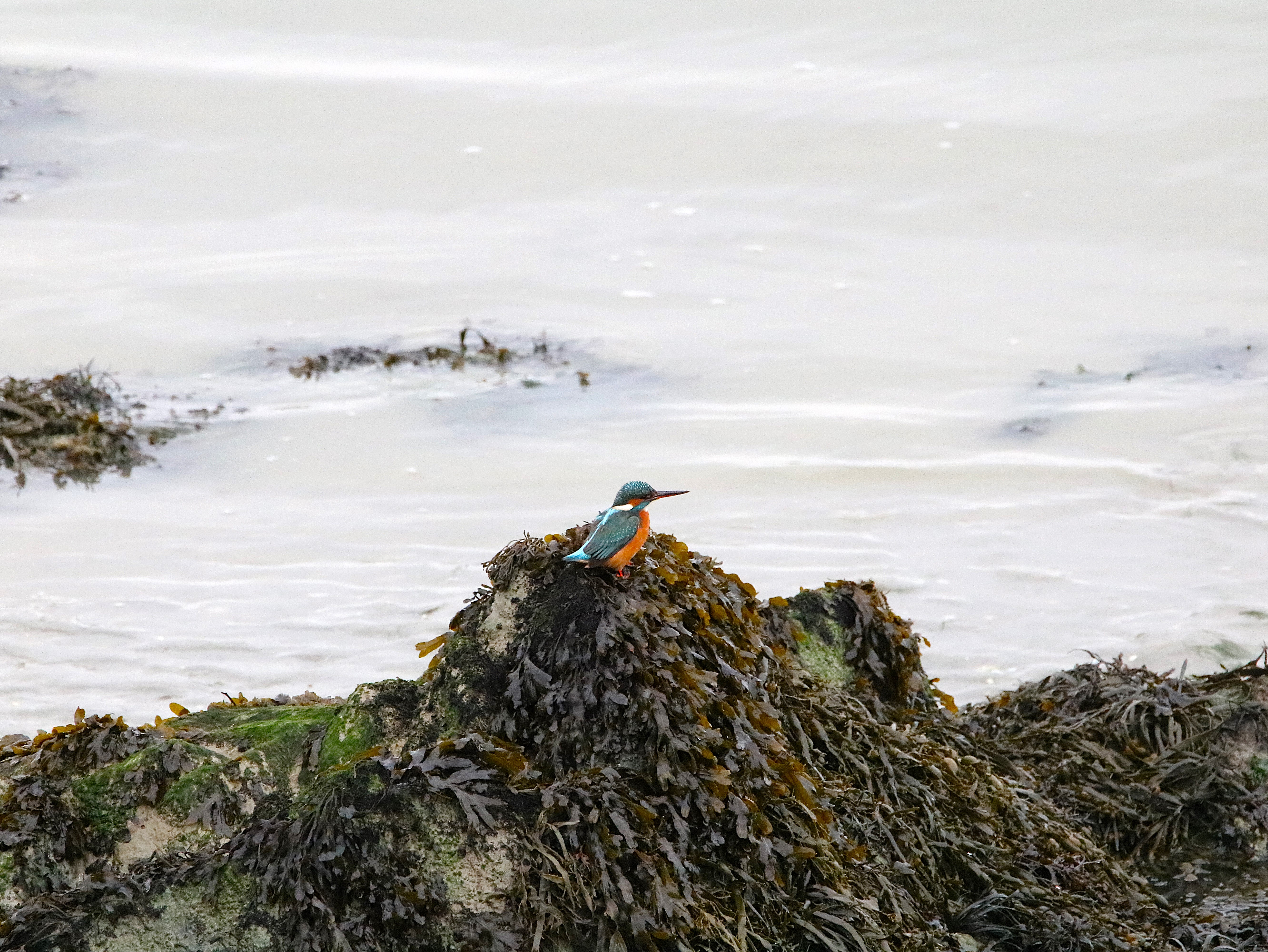 Martin-pêcheur femelle Illemont Vendredi 12 Décembre 2025 (4).JPG