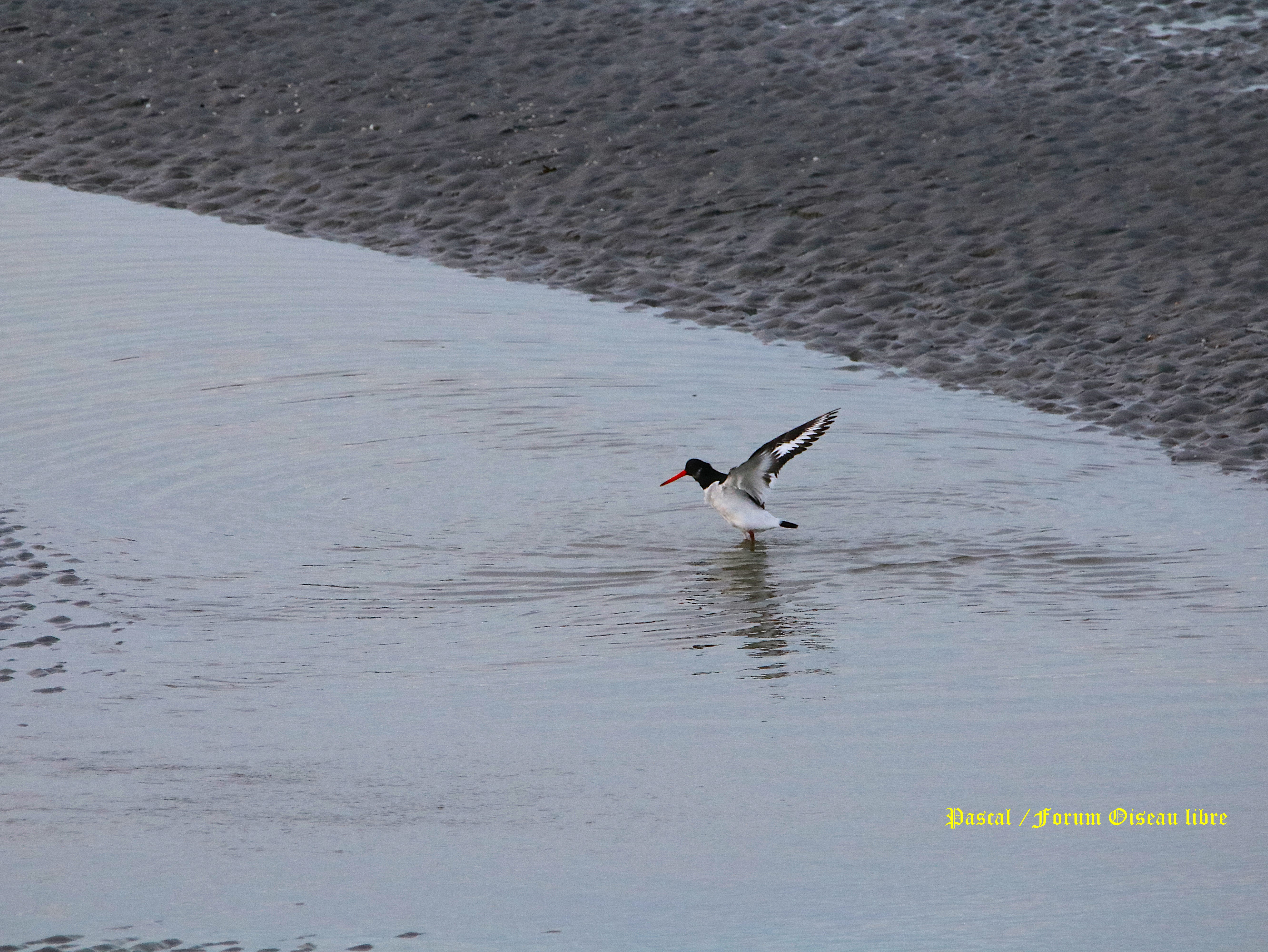 Huîtrier-pie Illemont Vendredi 20 Décembre 2025.JPG