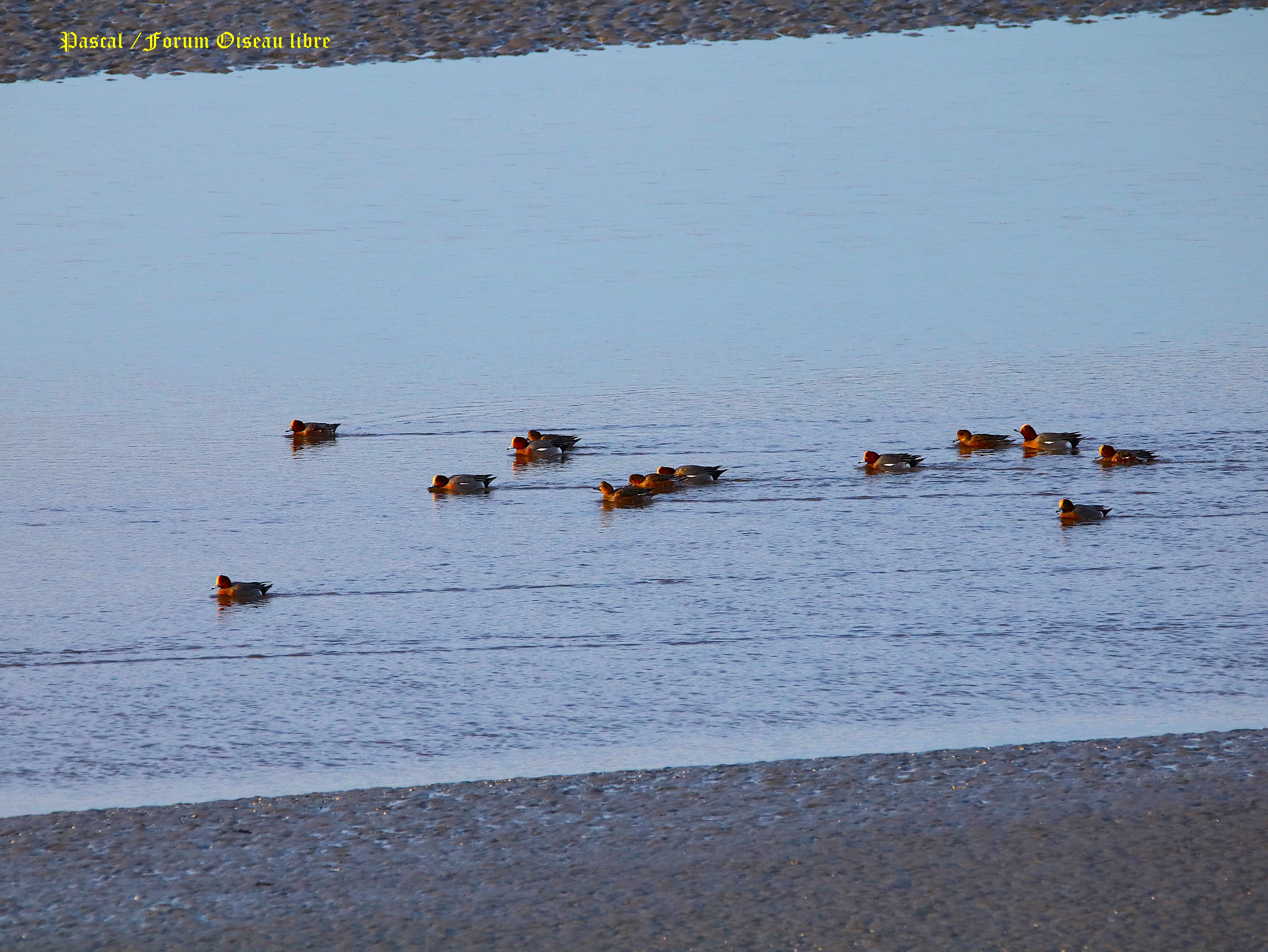 Canards siffleurs 1.JPG
