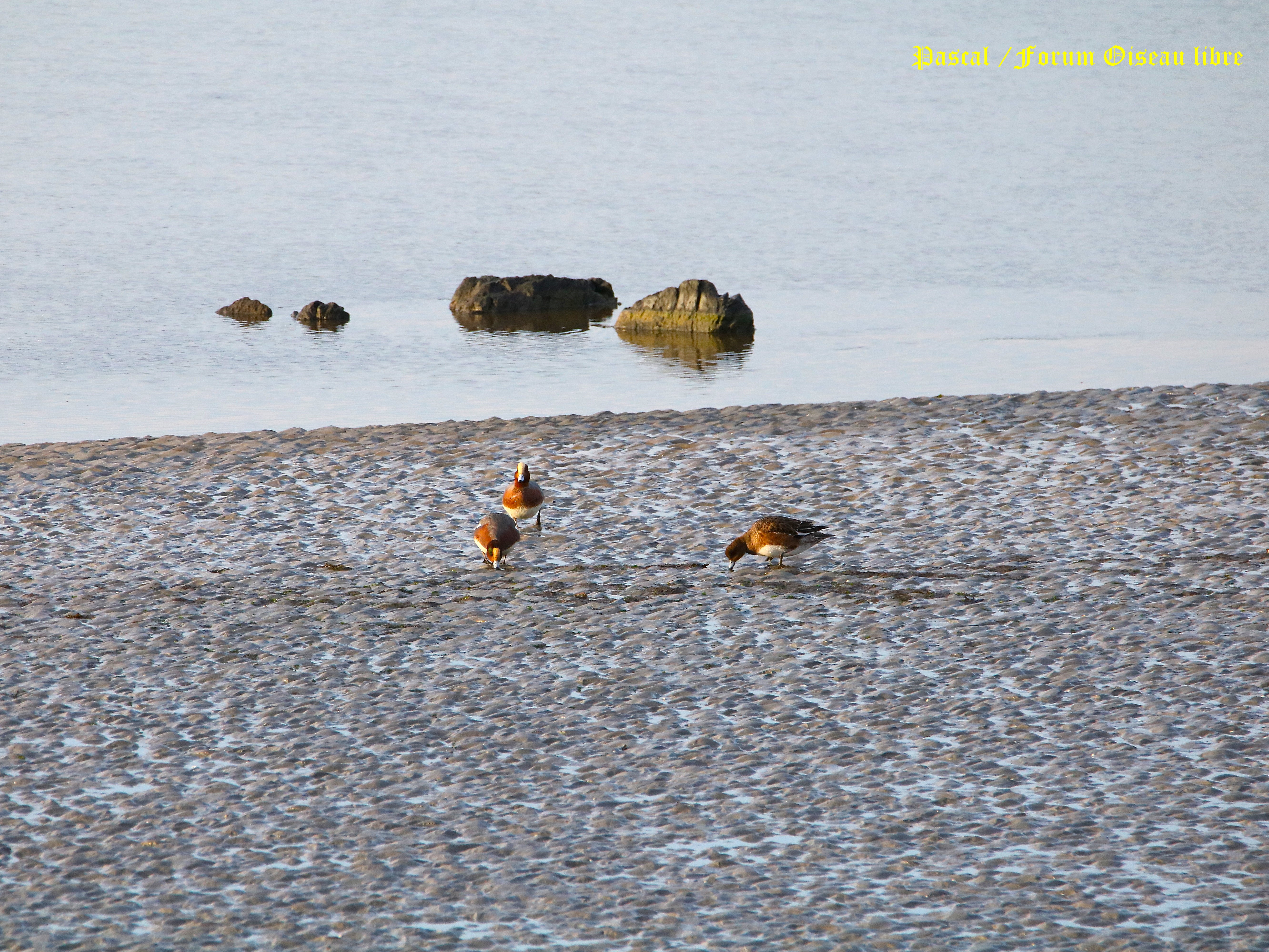 Canards siffleurs 2.JPG