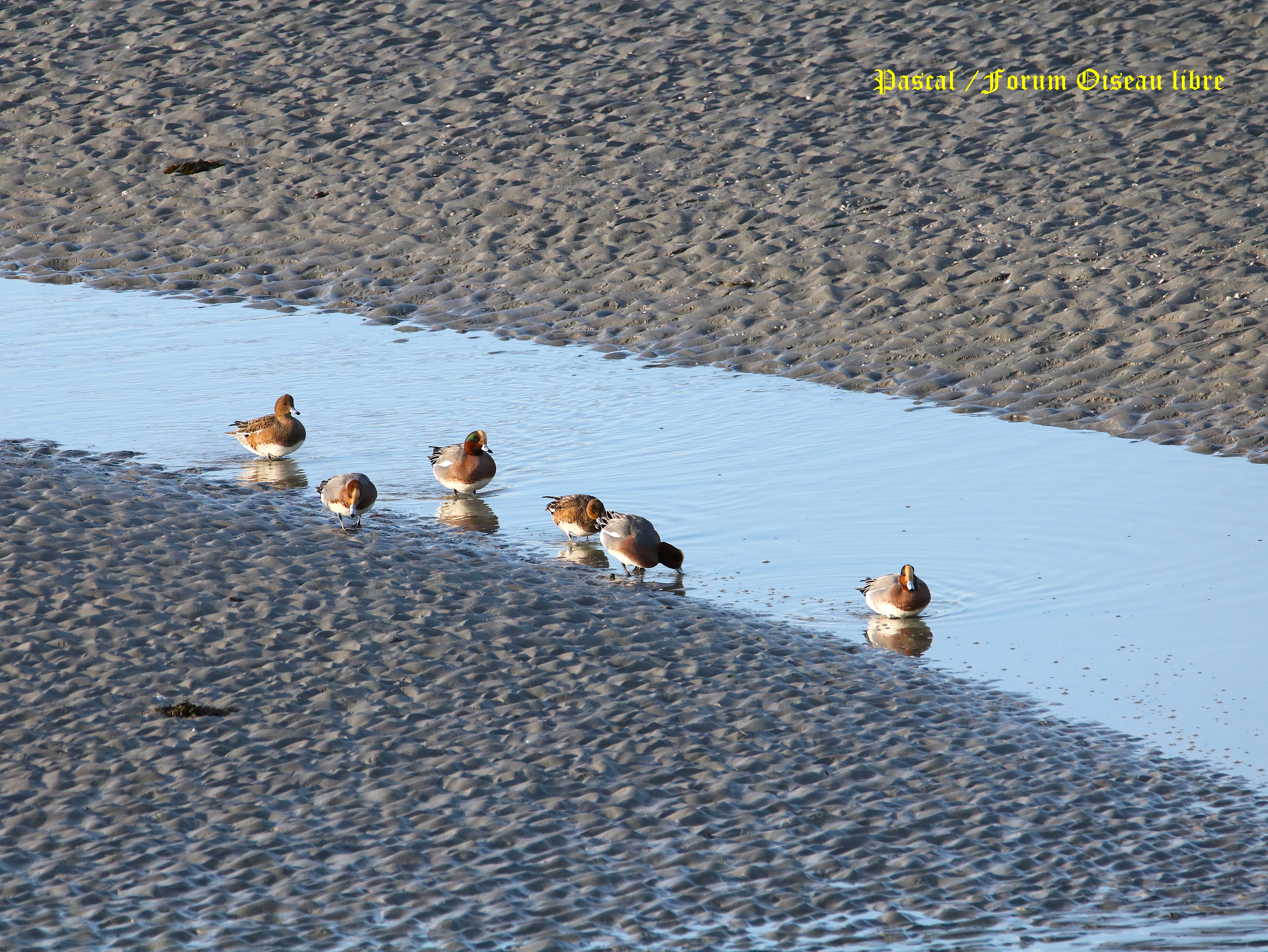Canards siffleurs 3.JPG