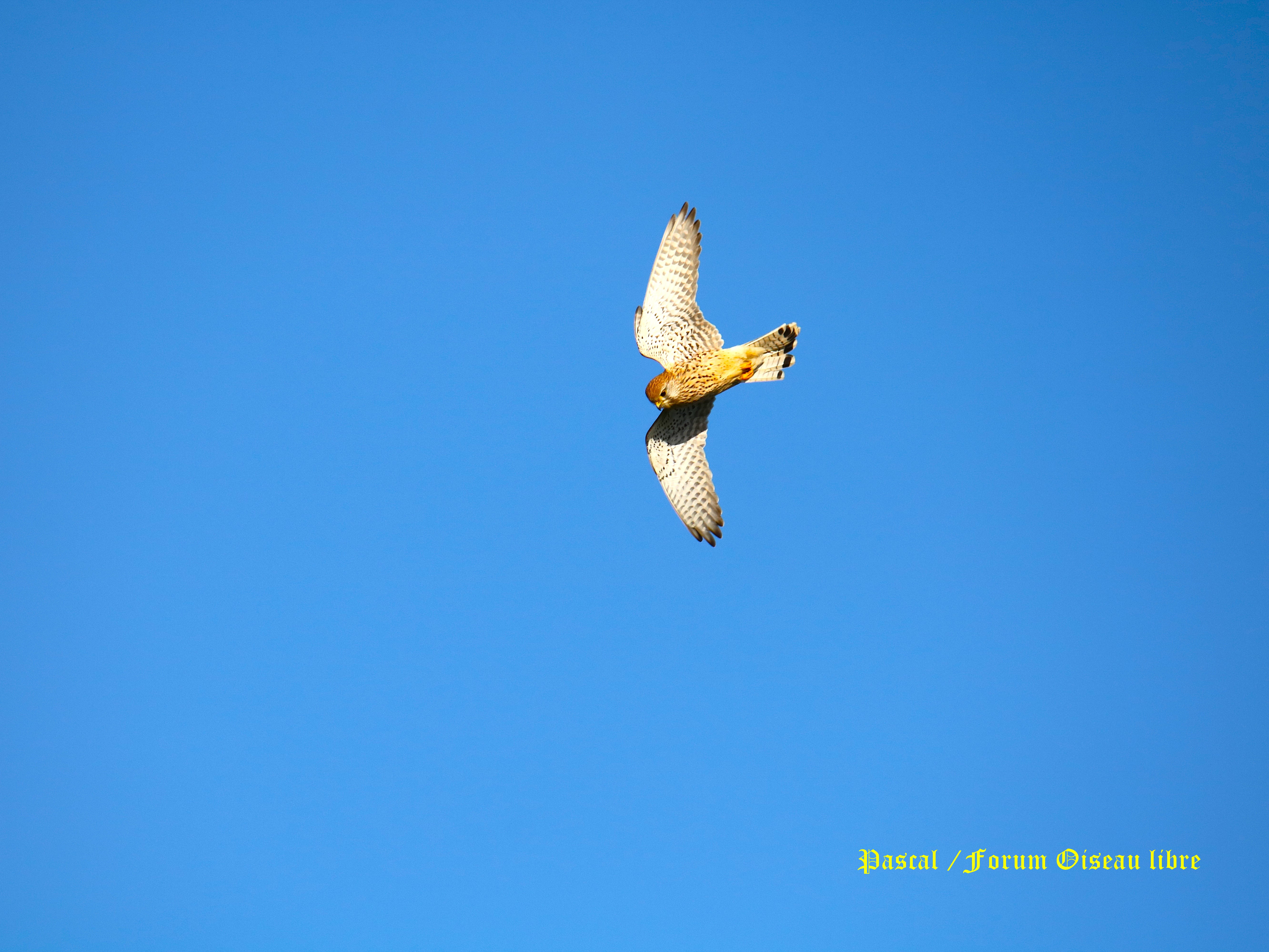 Faucon crécerelle Illemont 19 Décembre 2025 1.JPG