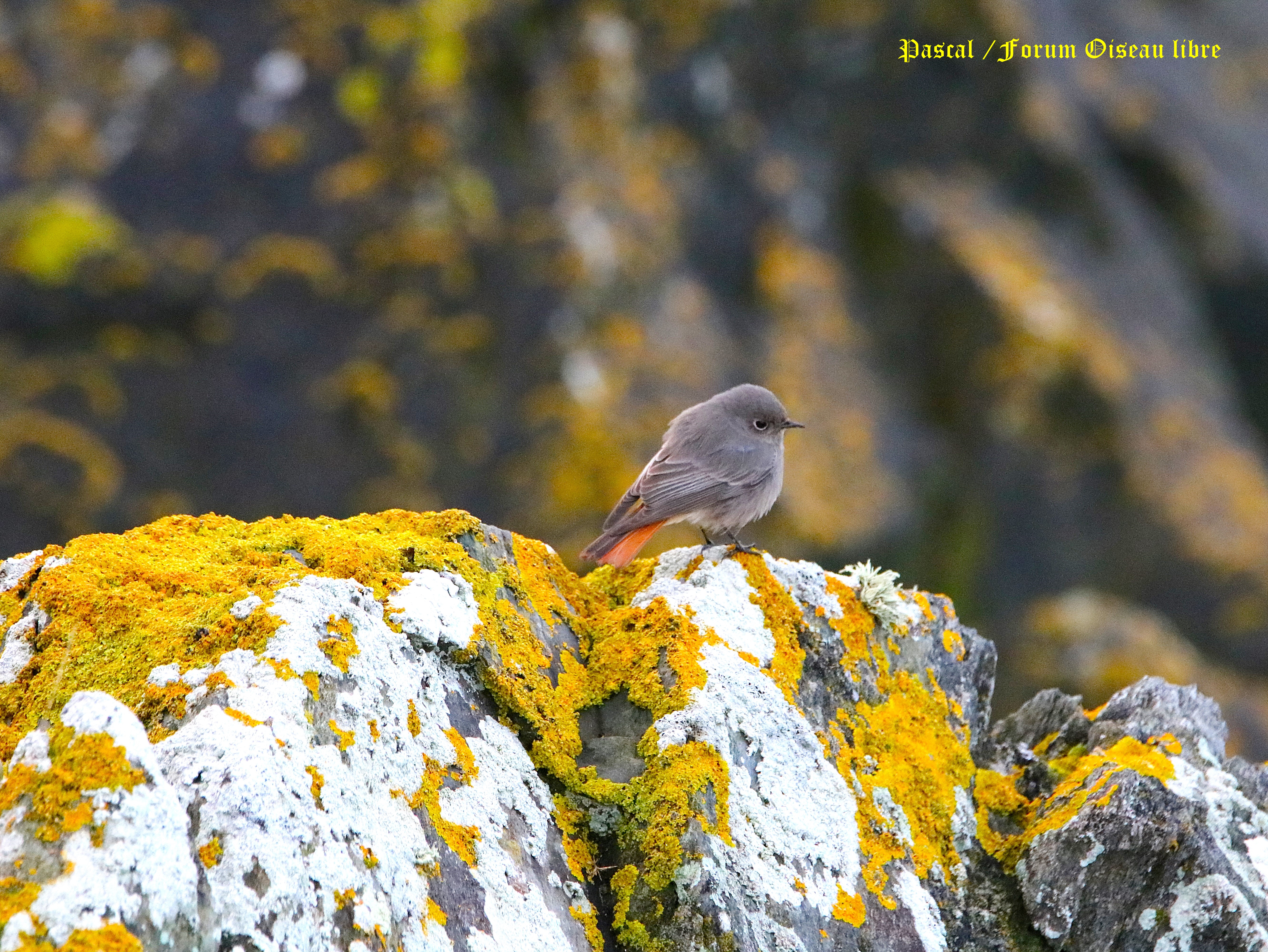 Rouge-queue noir femelle  (1).JPG