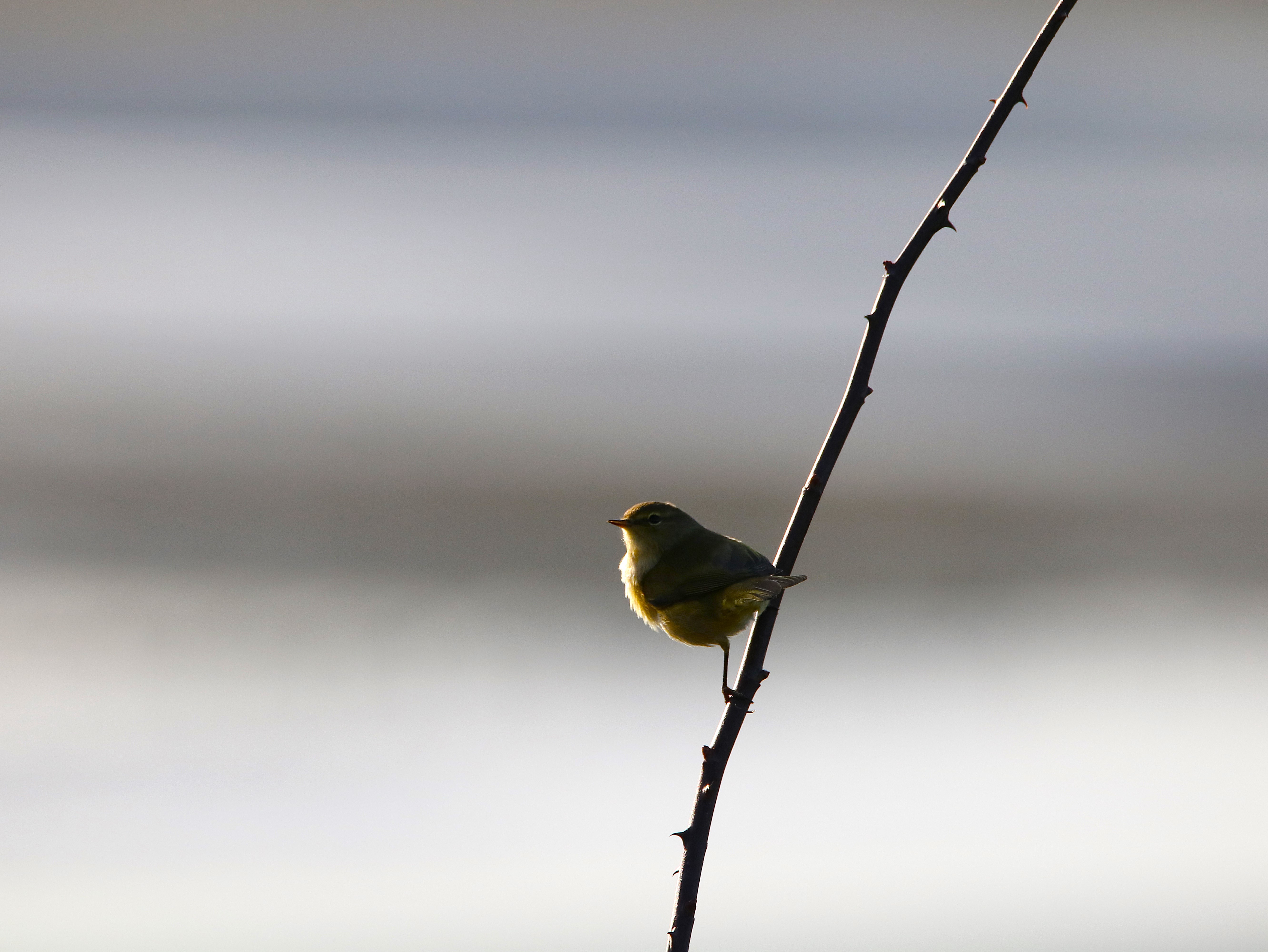Pouillot véloce Illemont 20 Décembre 2025 (2).JPG