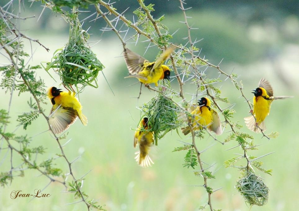 Jean-Luc- Tisserin gendarme.jpg