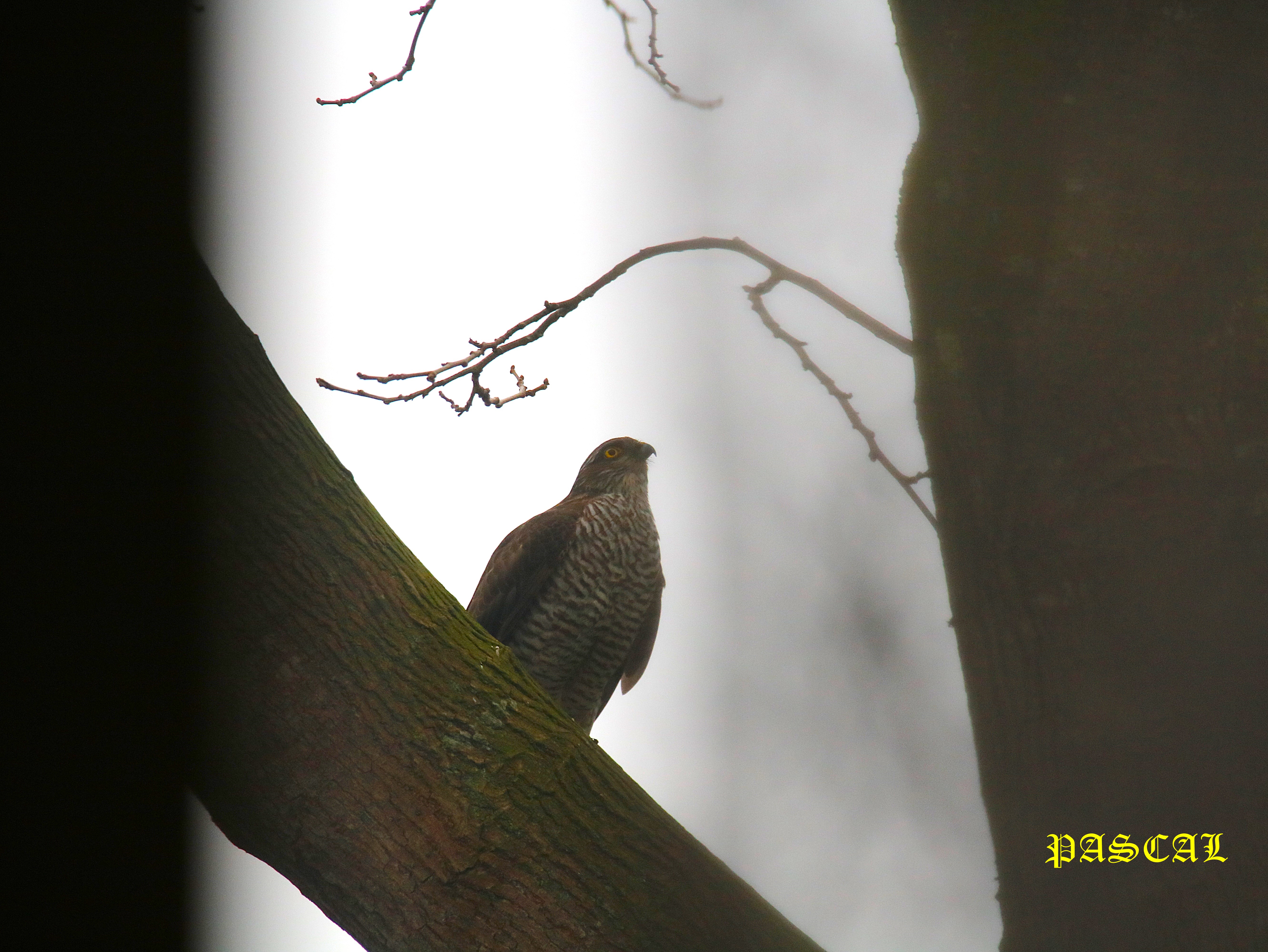 Femelle Epervier mûrier à feuilles de platane Lundi 2 Février 2026 (2).JPG