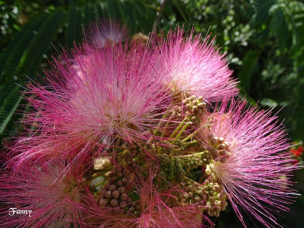 Fleurs SignéeDSC06003.jpg