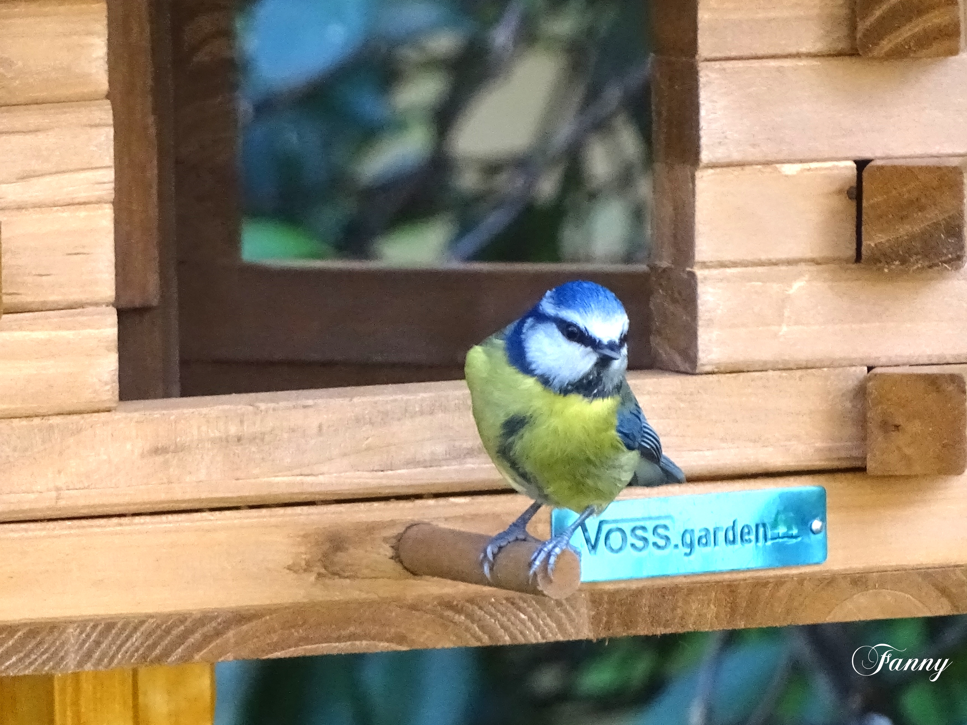 PETITE BLEUE SIGN DSC03056.jpg