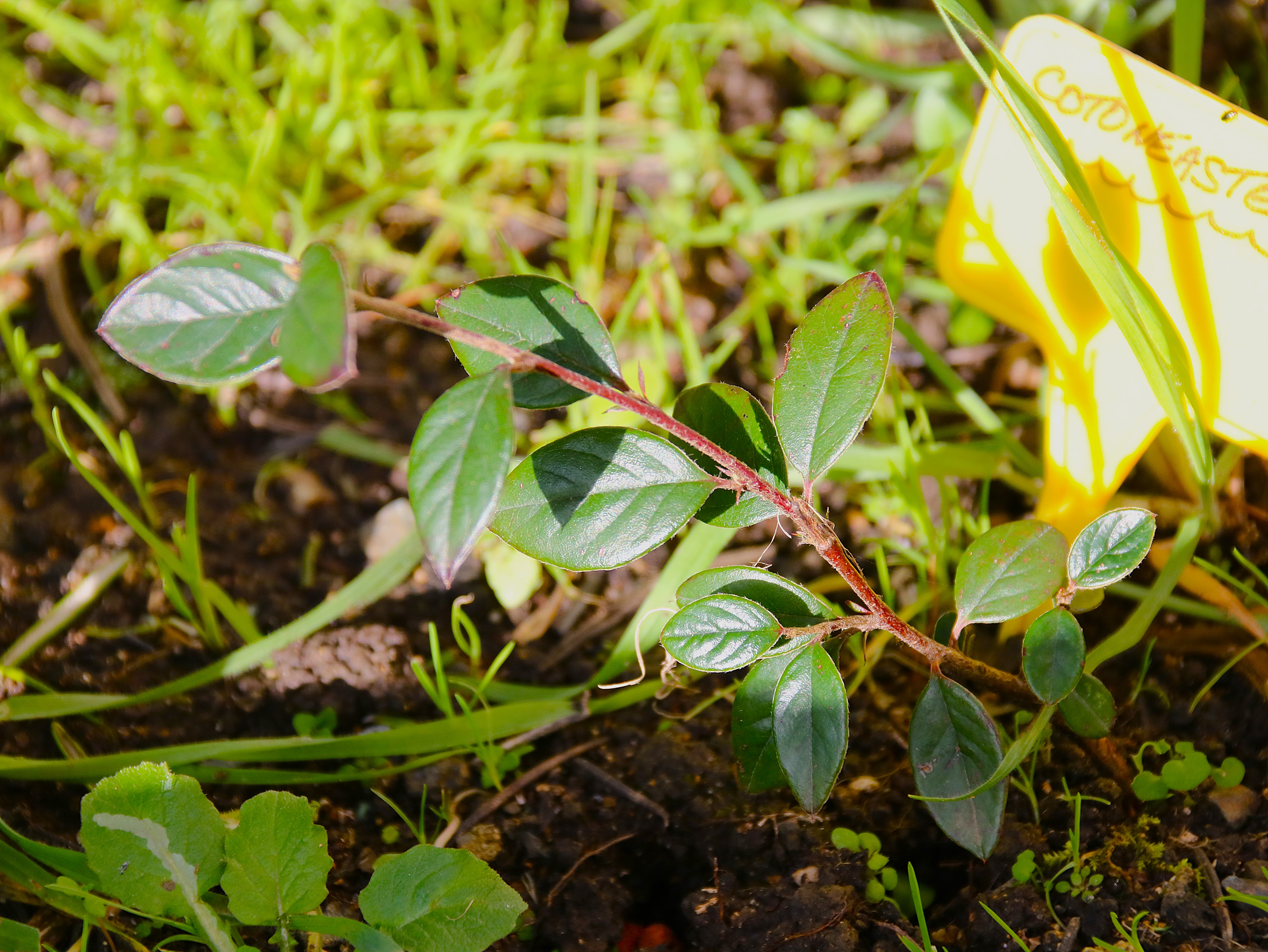 Cotonéaster 5 Janvier 2026.JPG