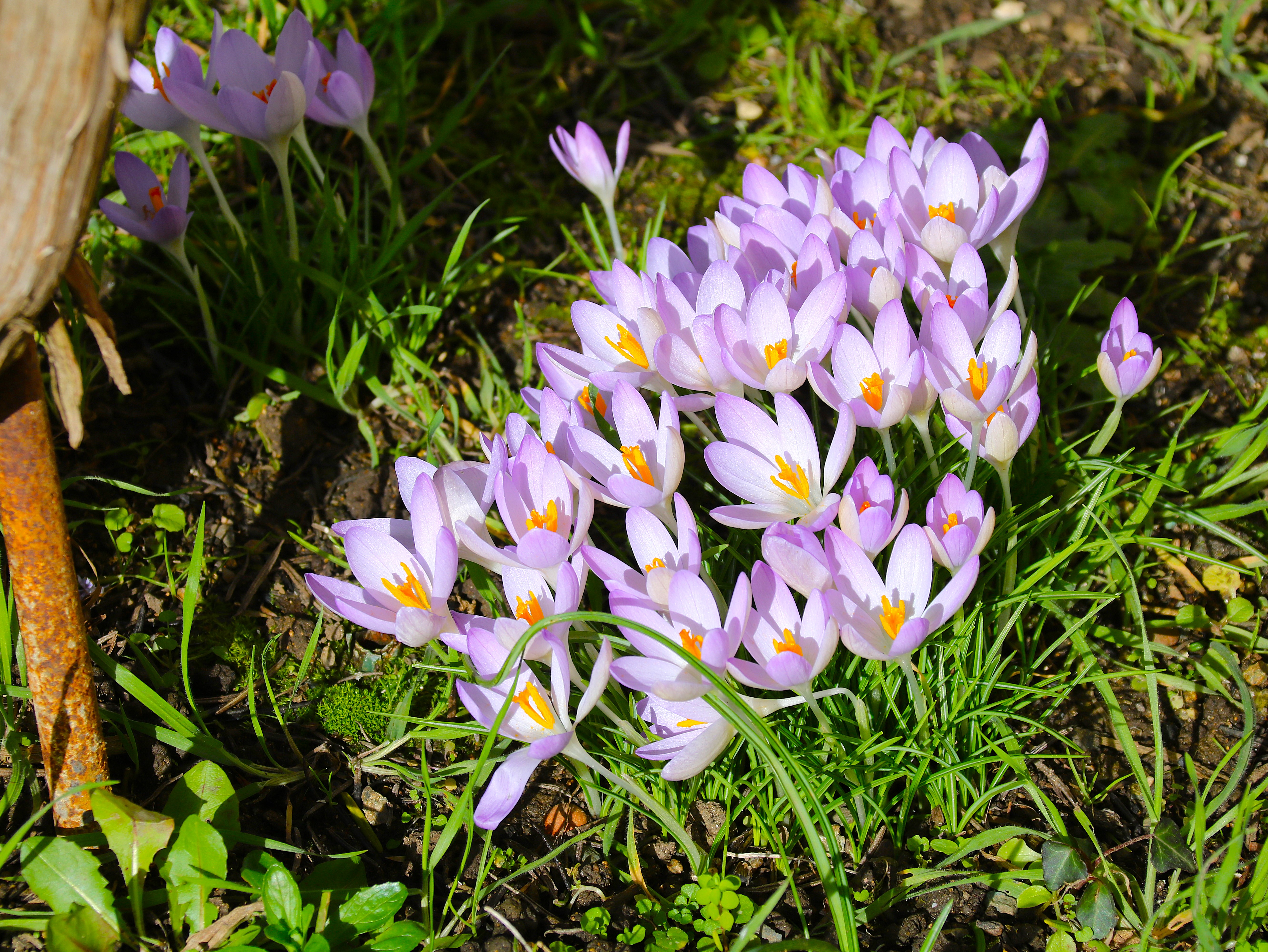 Crocus 5 Janvier 2026.JPG