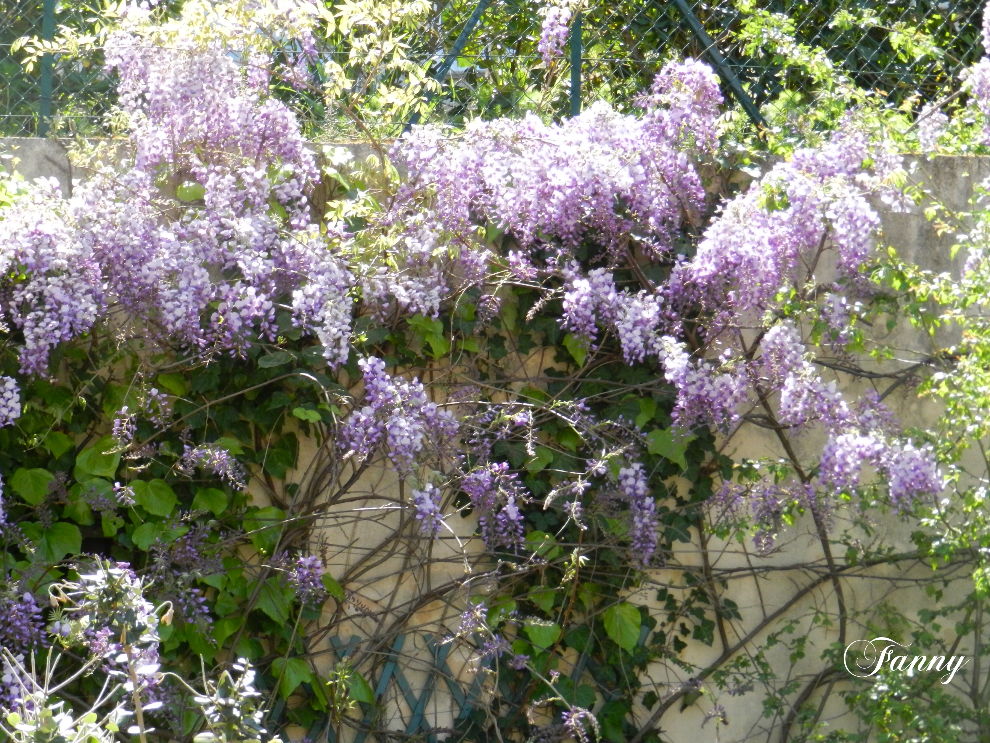 Glycine  Signée Fanny 039.jpg