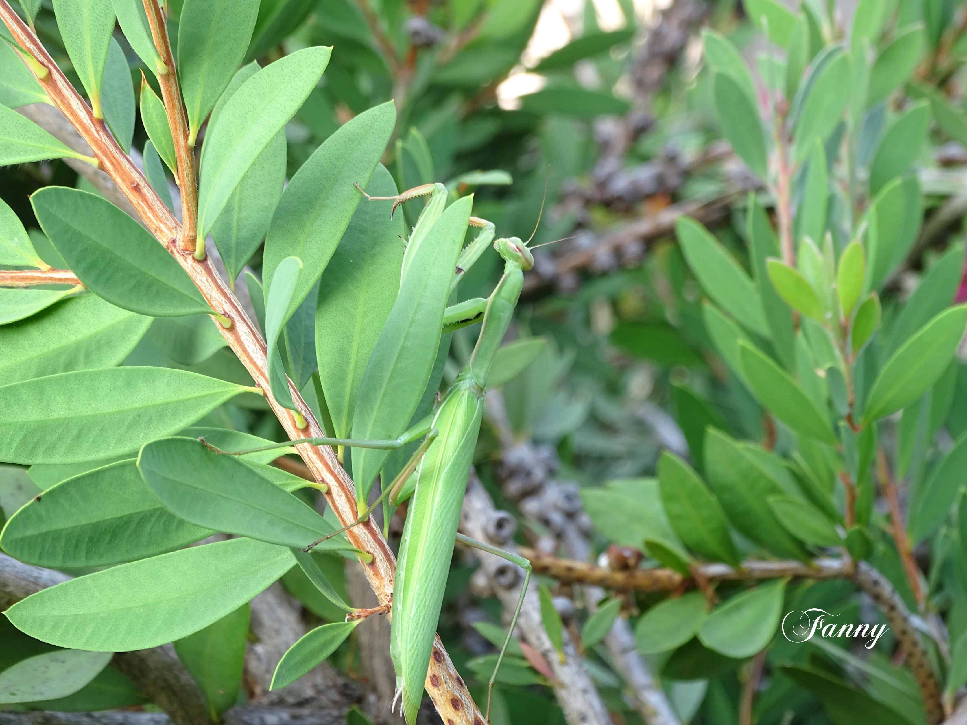 Jolie mante religieuse Fanny.jpg