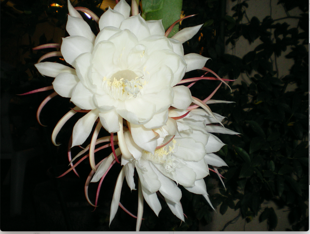 Capture d’écran 2026-02-09 à 13.48.38.png