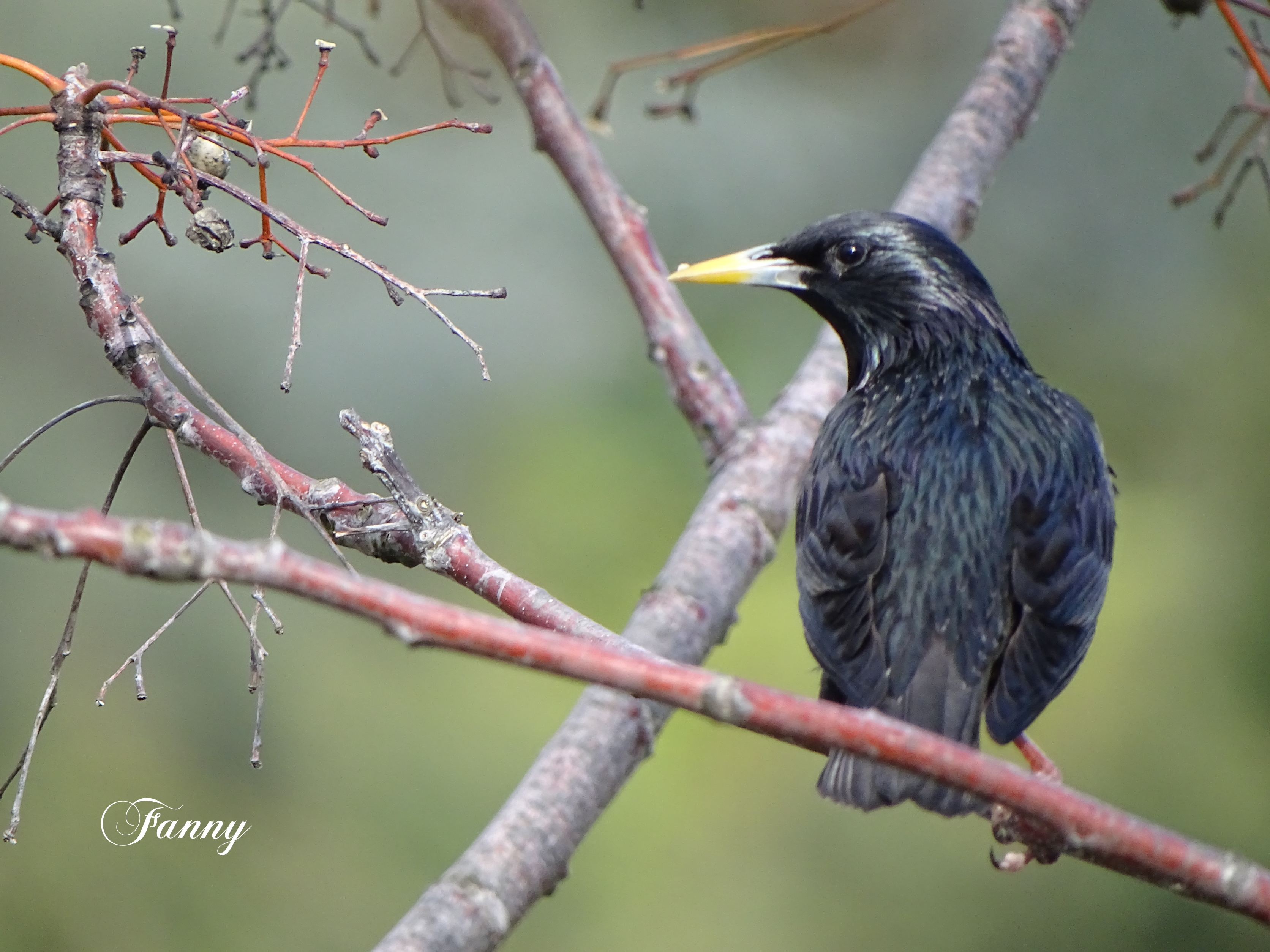 Etourneau unicoloreSigné.jpg