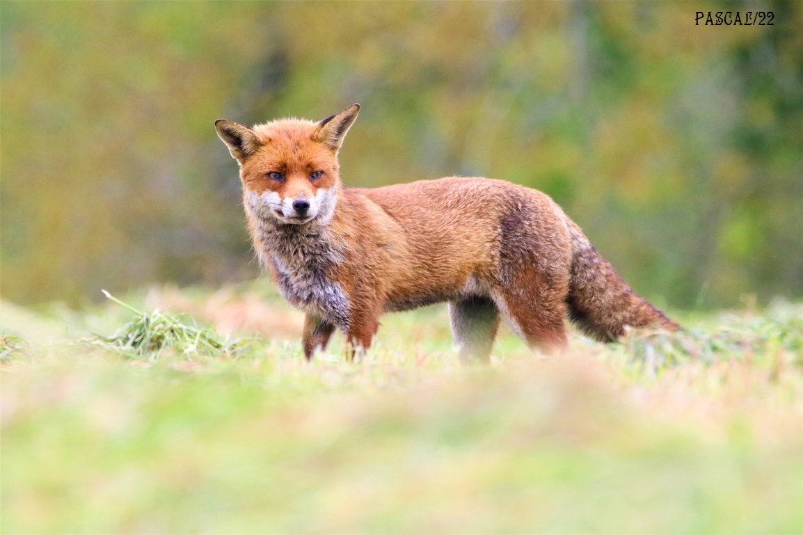 Renard roux Kersolec Vendredi 26 Mai 2023 (8).JPG