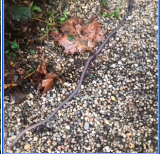 Capture d’écran 2026-02-07 à 09.36.49.png