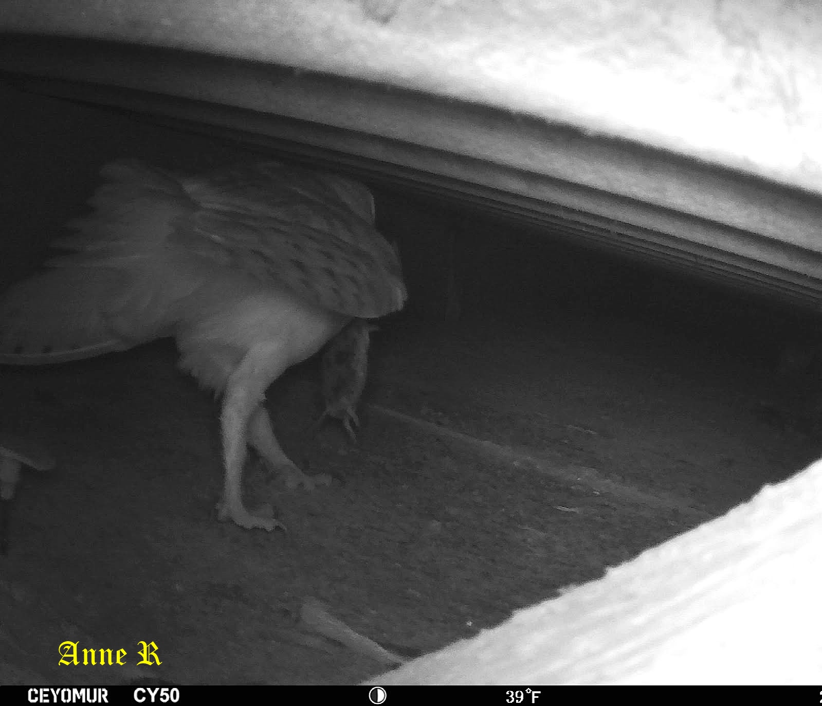 Nidification chouette Effraie chez Anne R 27 Février 2026 (2).jpg