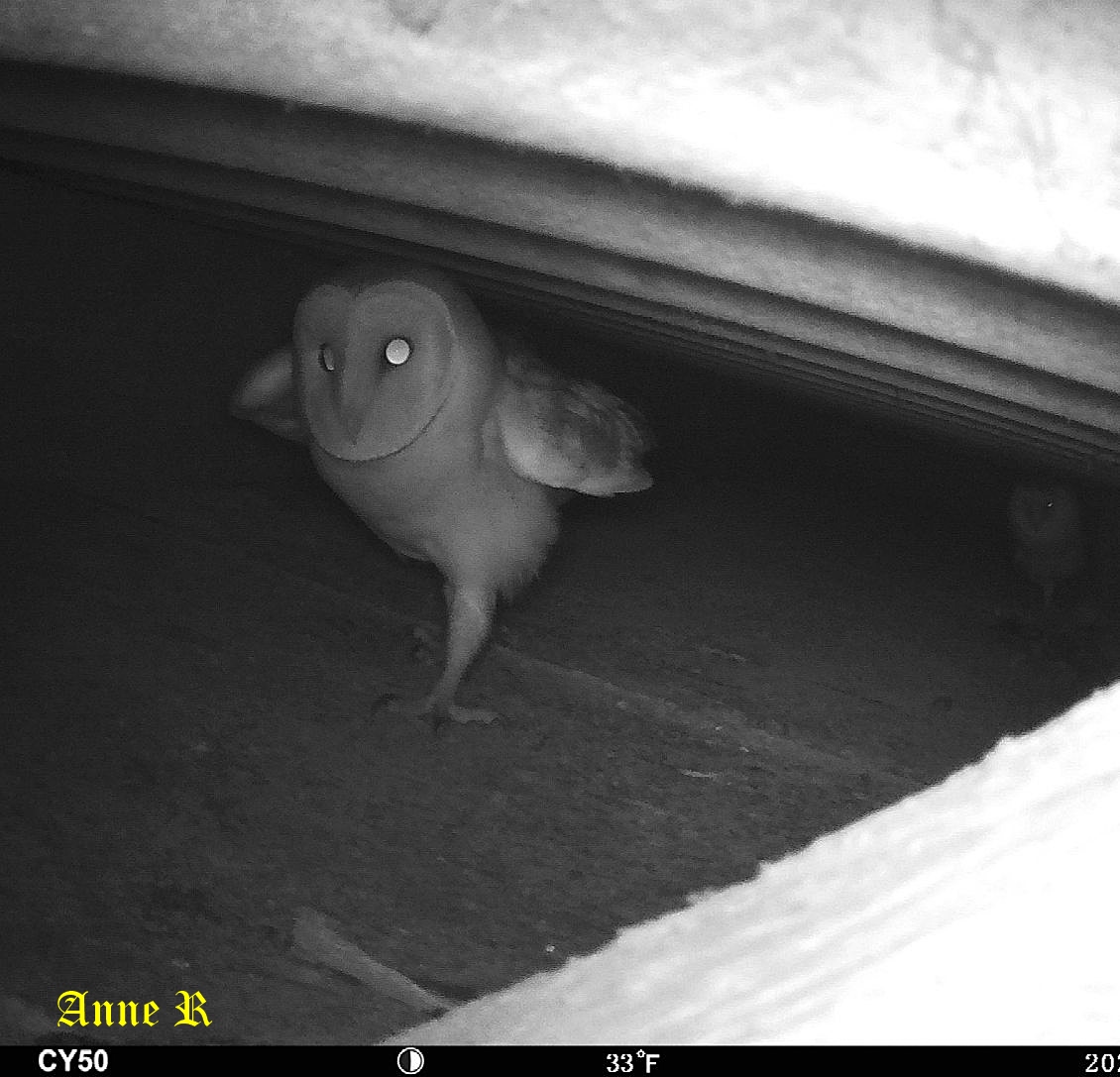 Nidification chouette Effraie chez Anne R 27 Février 2026 (4).jpg