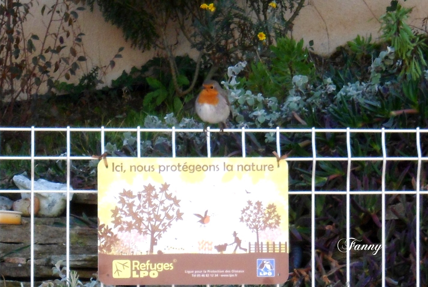 Rouge gorge pancarte LPO (2).jpg