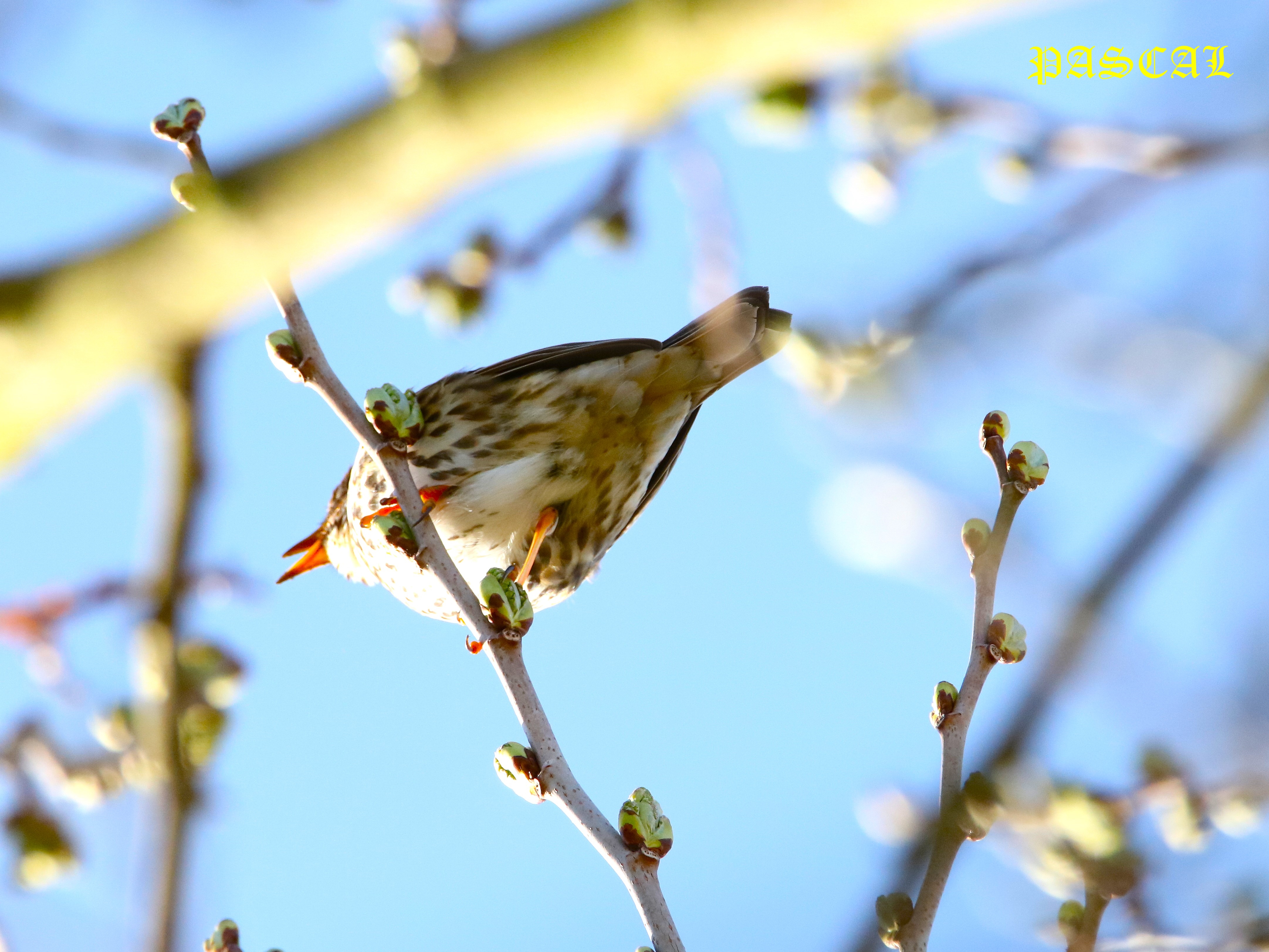 Grive musicienne dans Mûrier à feuilles de platane  Samedi 14 Mars 2026 (2).JPG