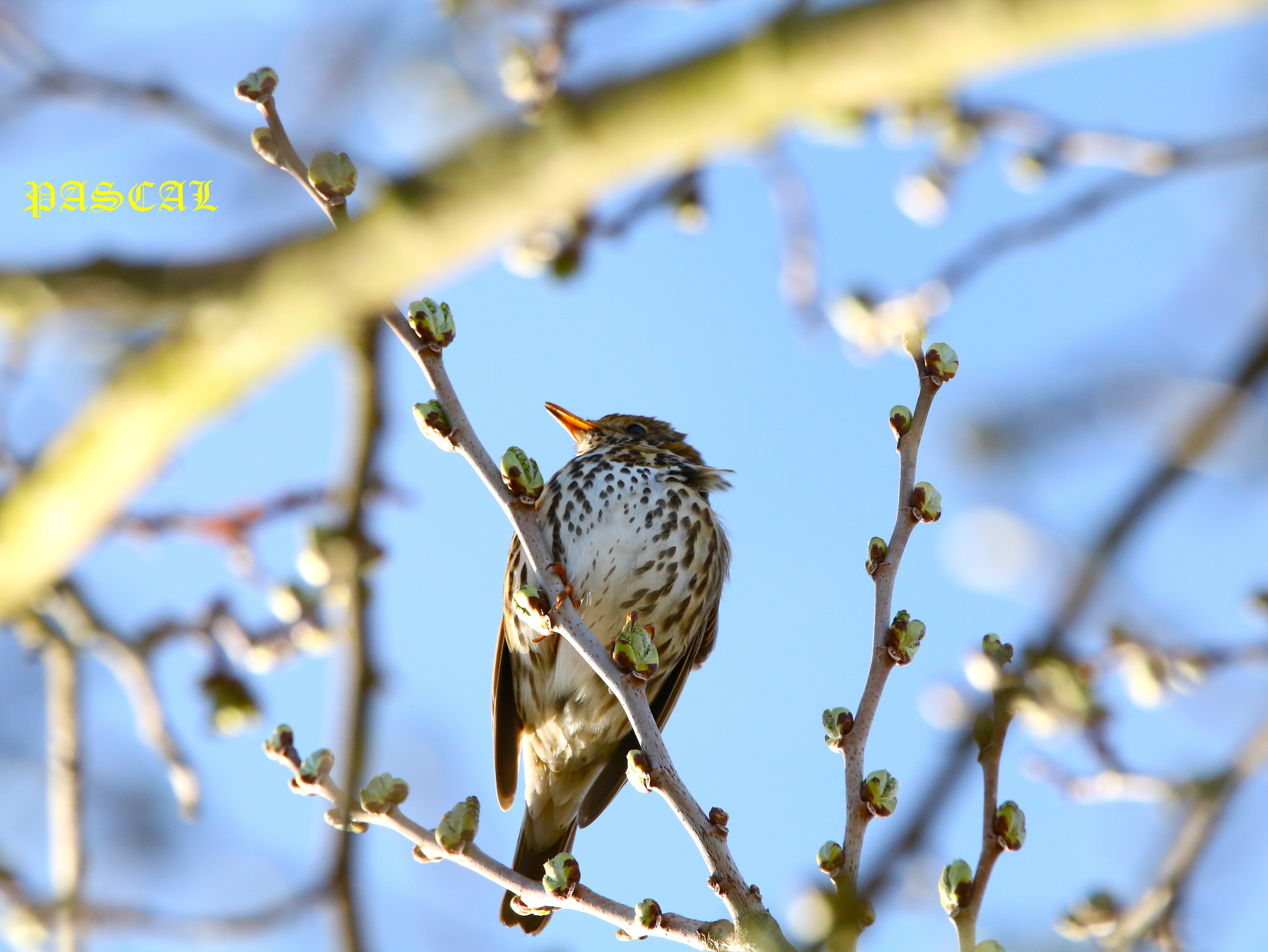 Grive musicienne dans Mûrier à feuilles de platane  Samedi 14 Mars 2026 (5).JPG