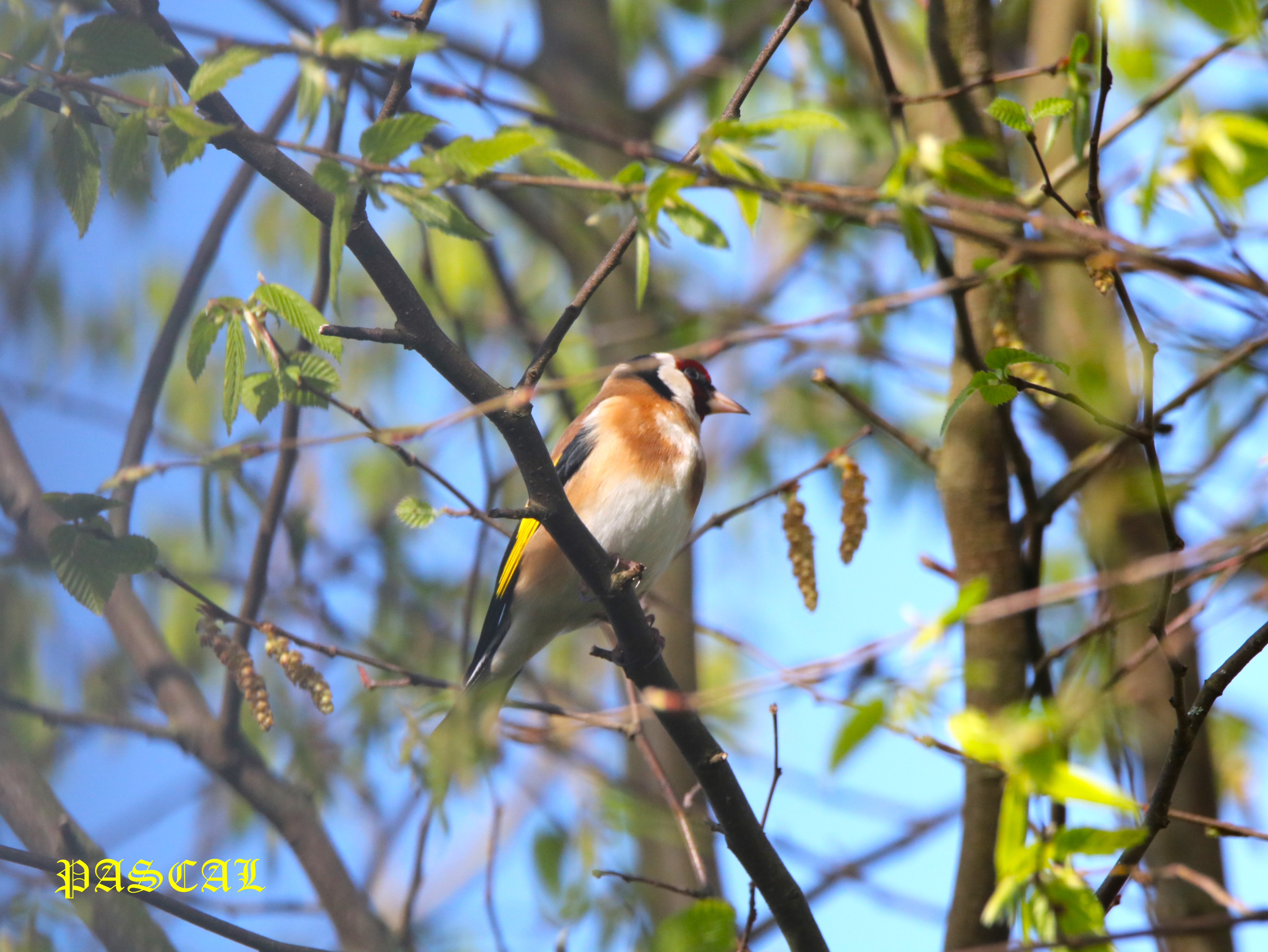 Chardonneret élegant dans Mûrier à feuilles de platane Samedi 14 Mars 2026 (1).JPG