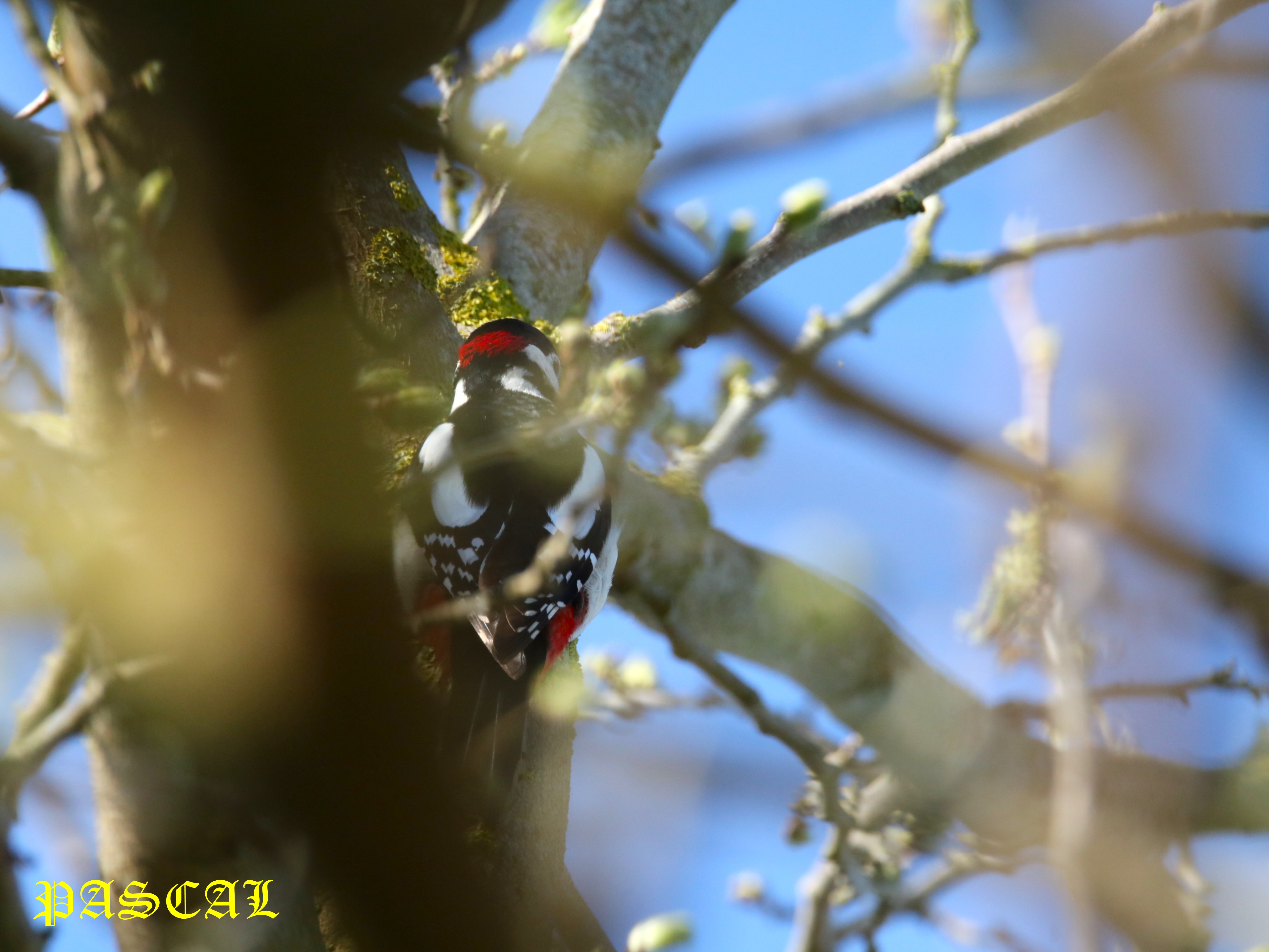 Pic épeiche mâle dans Mûrier à feuilles de platane Samedi 14 mars 2026 (2).JPG