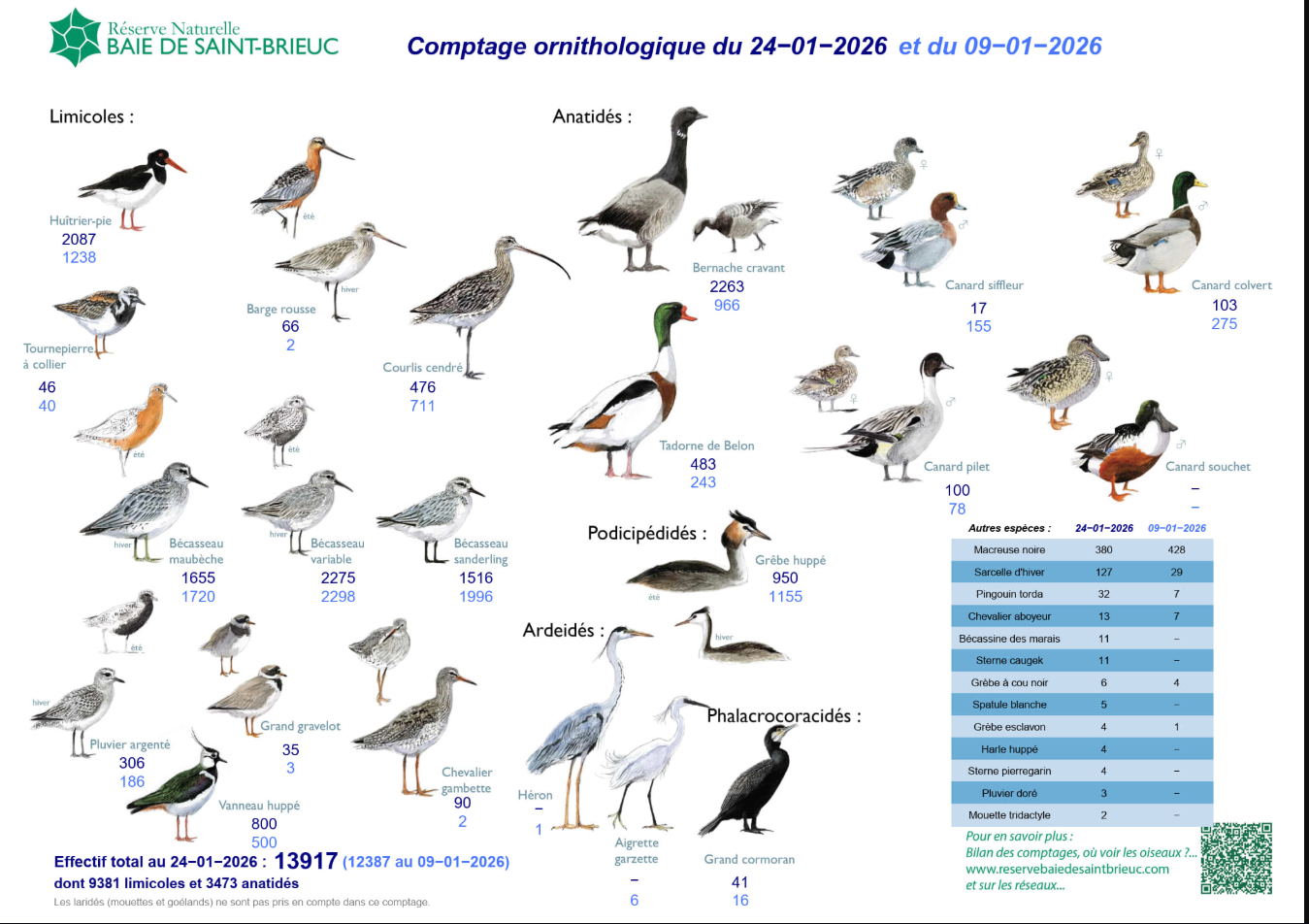 Comptage fond de baie d'Yffiniac du 24 Janvier 2026.png