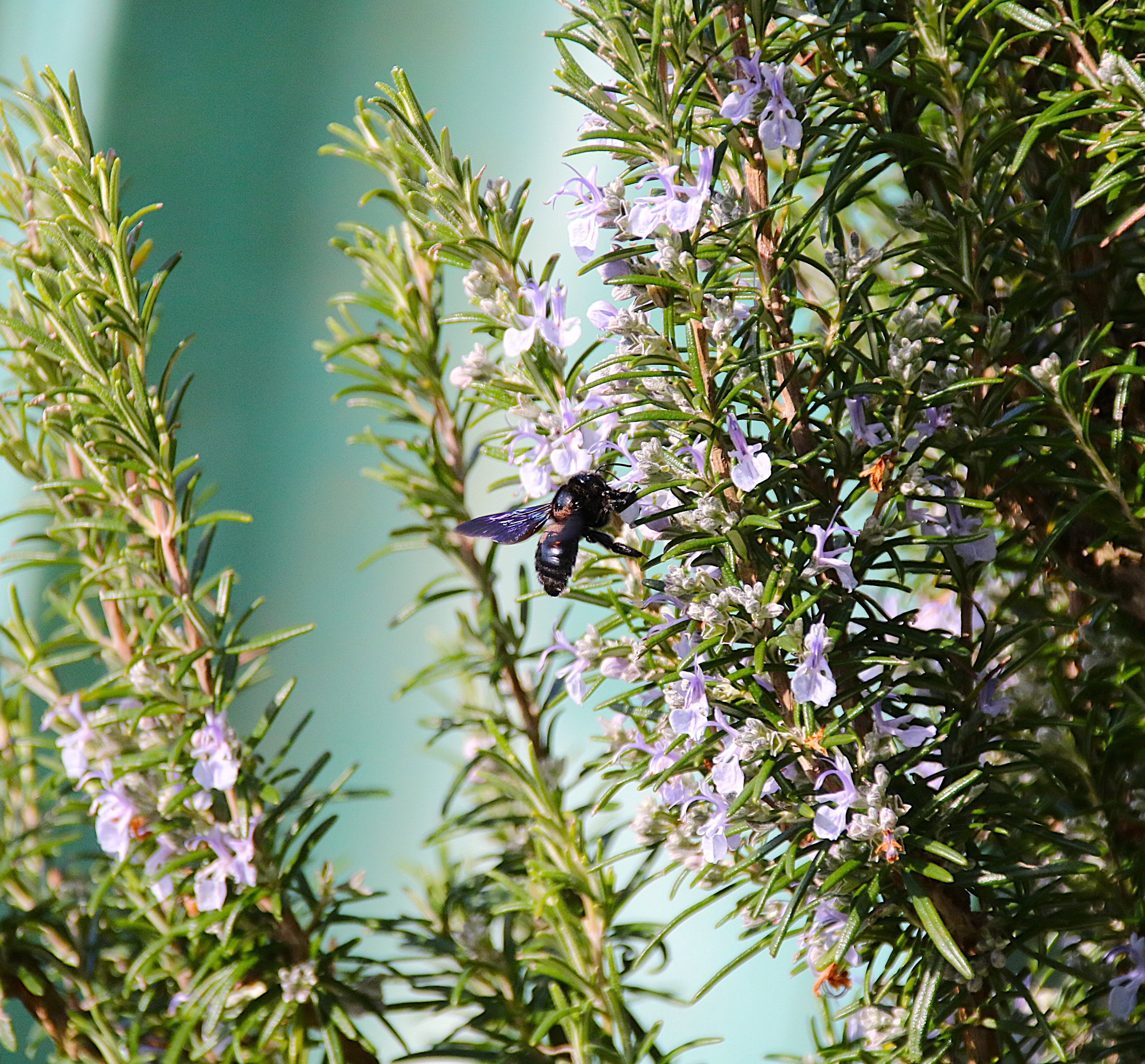 Abeille charpentière sur fleurs de Romarin début Mars 2026.JPG