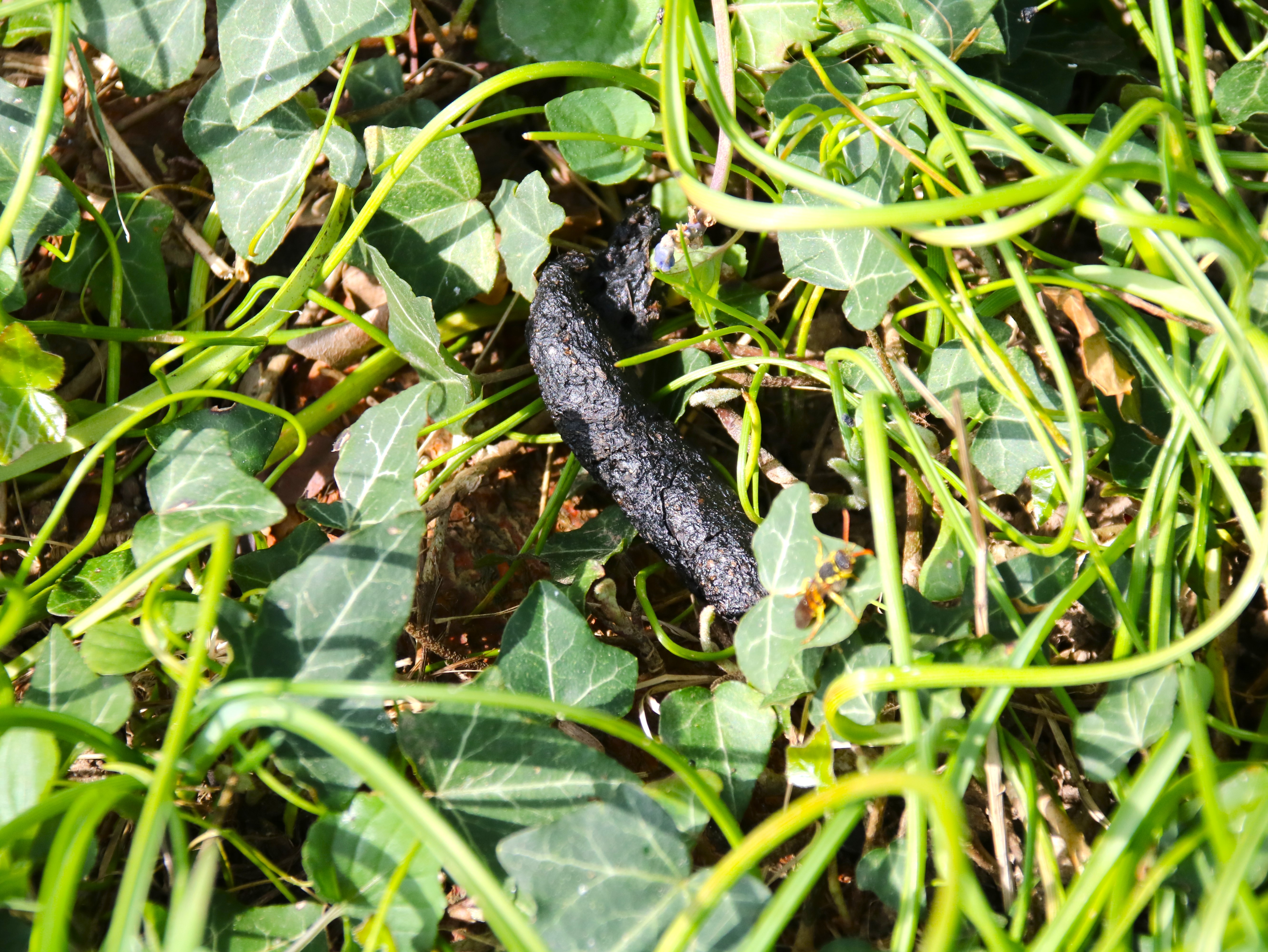 Fèces Hérisson Lundi 23 Mars 2026 (1).JPG