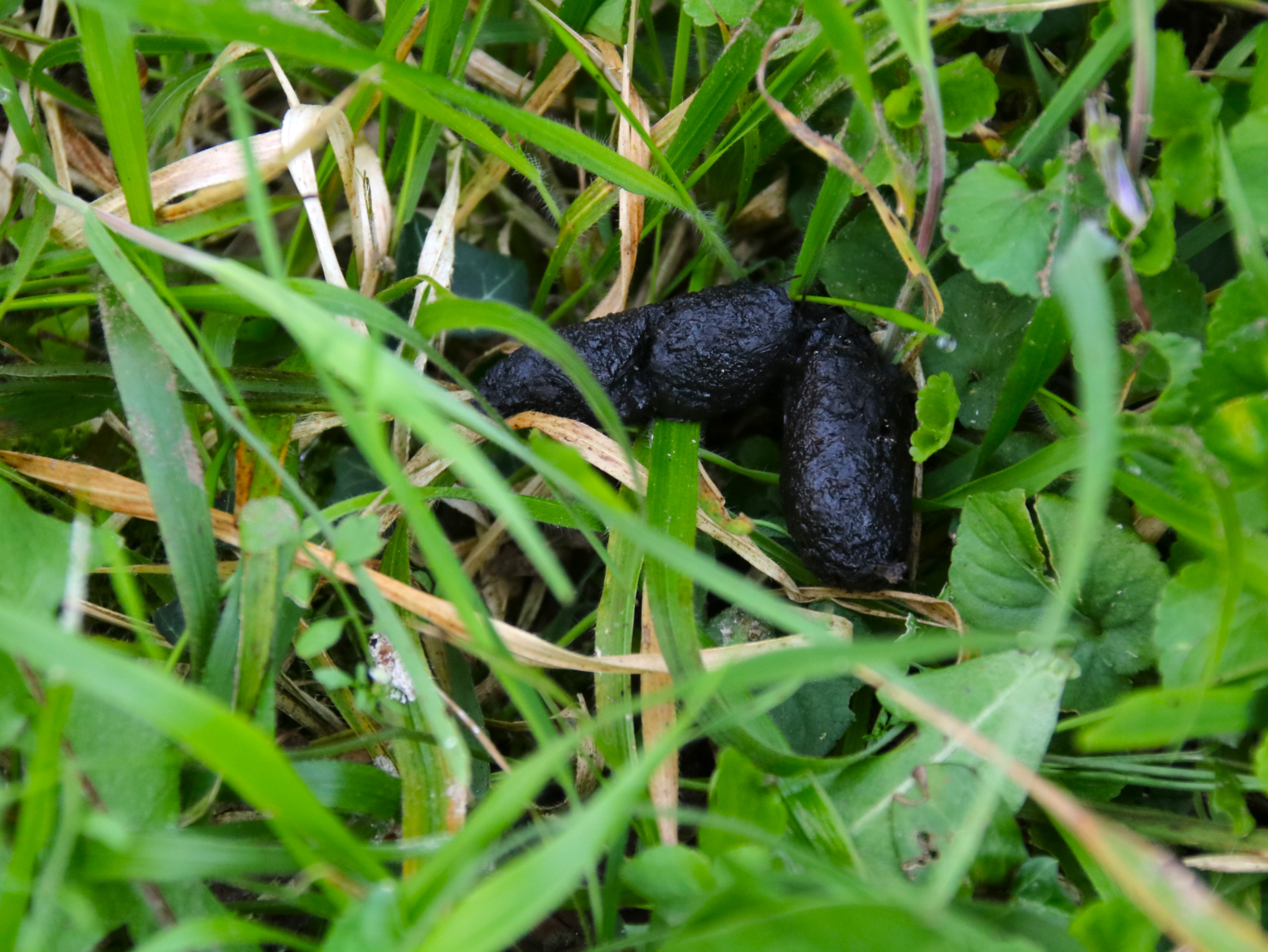 Fèces Hérisson Lundi 23 Mars 2026 (2).JPG