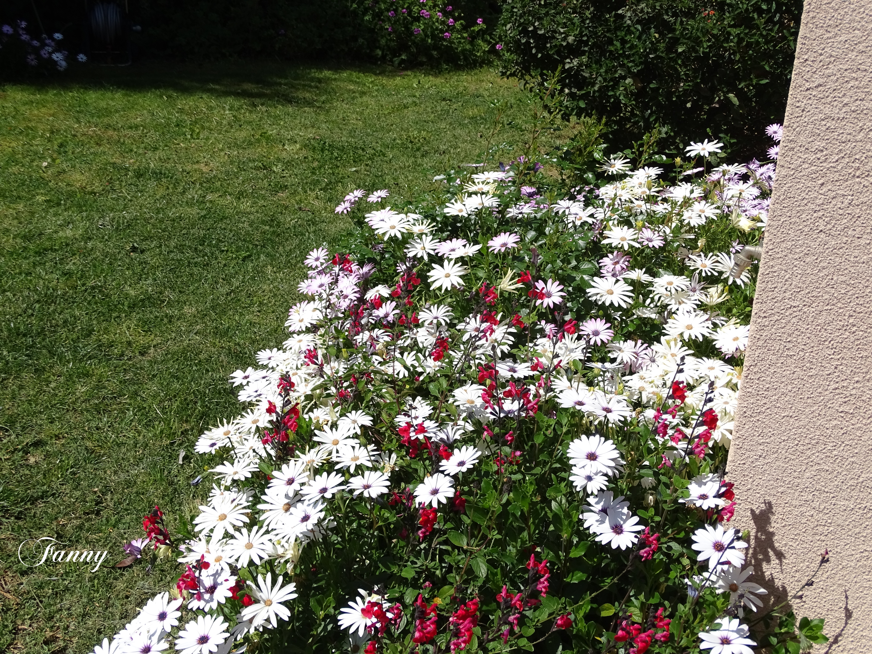 Margueritte DSC03279.jpg