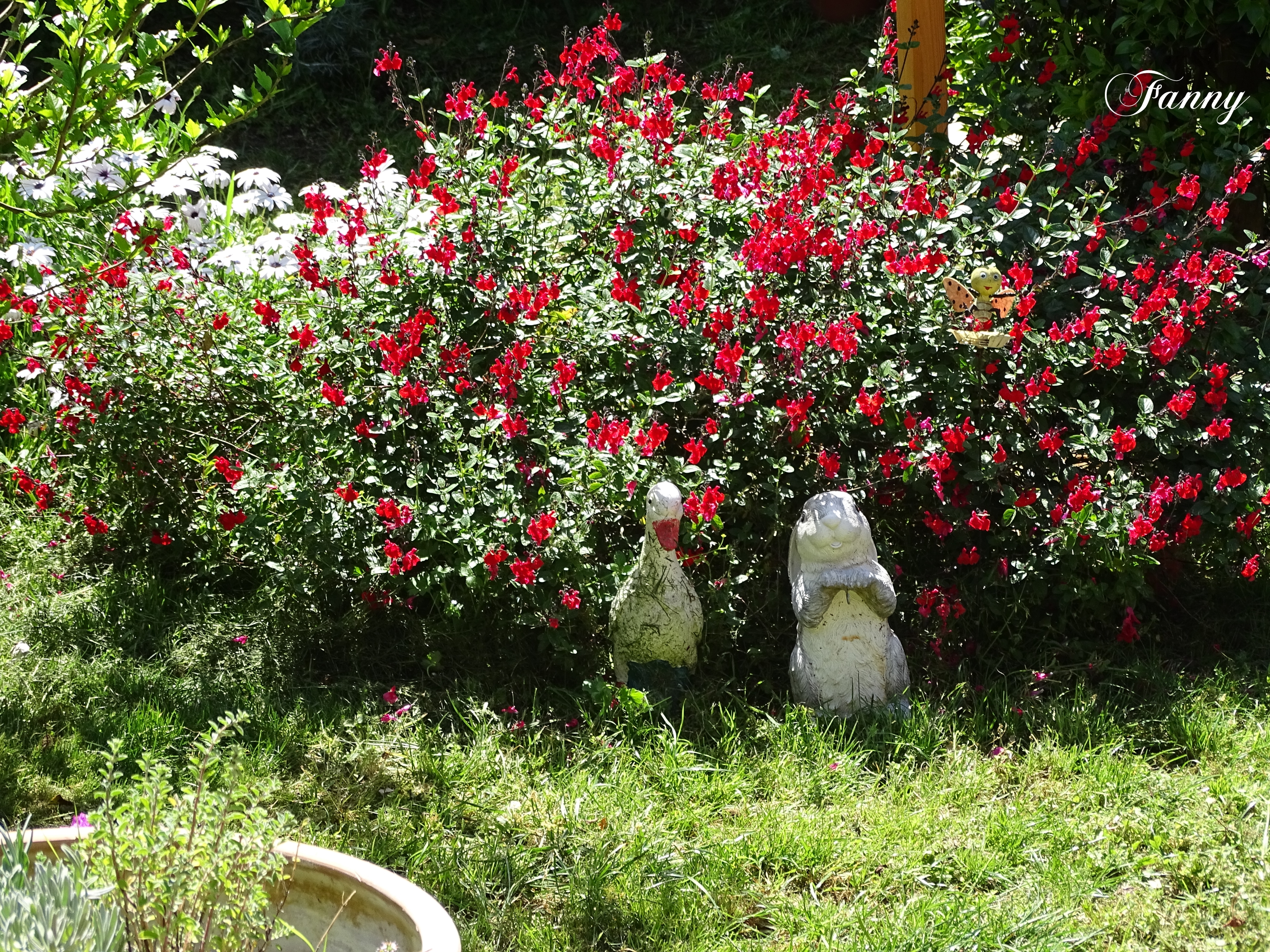 Fleurs du jardin DSC03286.jpg