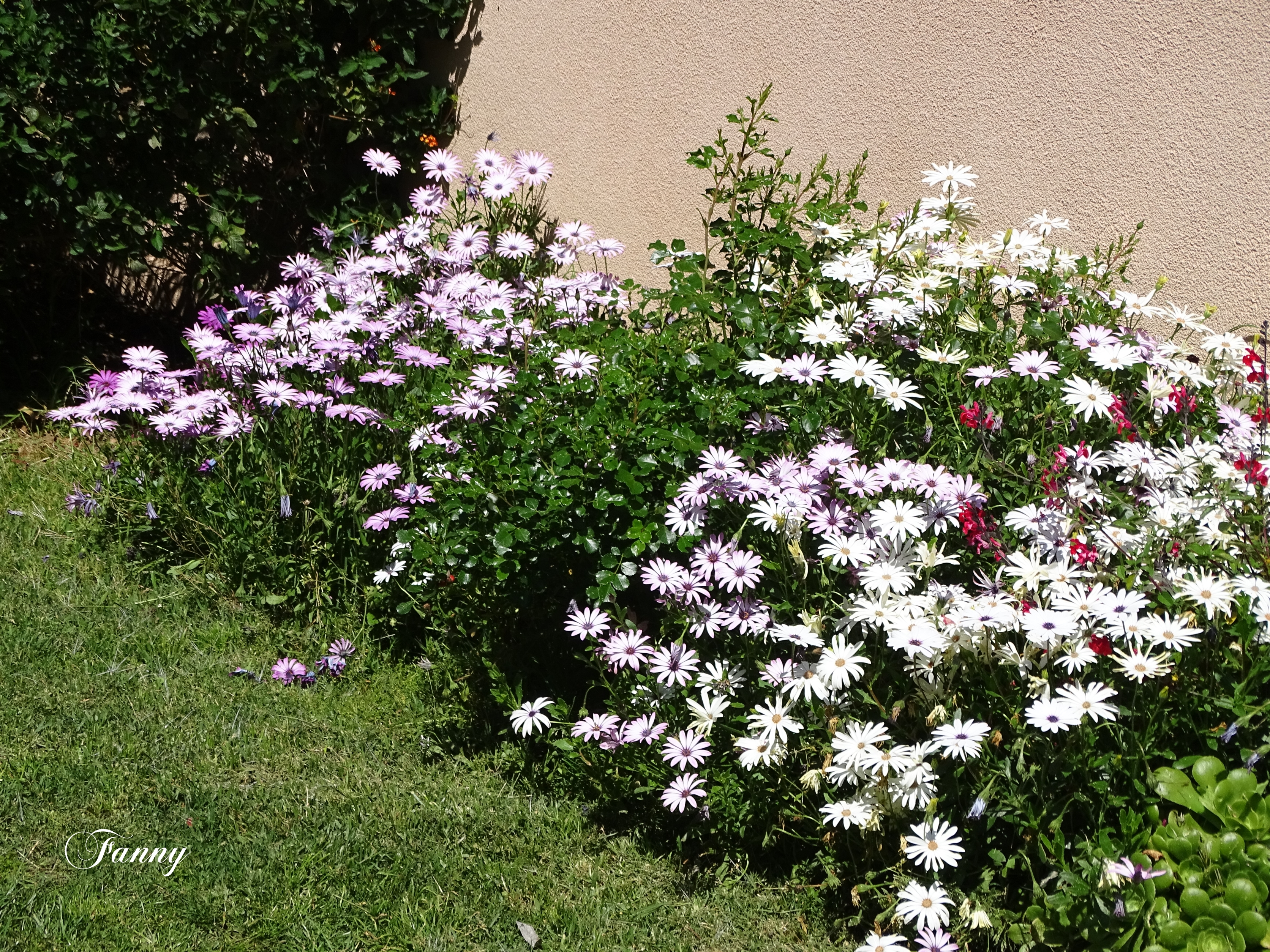 Signé Margueritte DSC03278.jpg